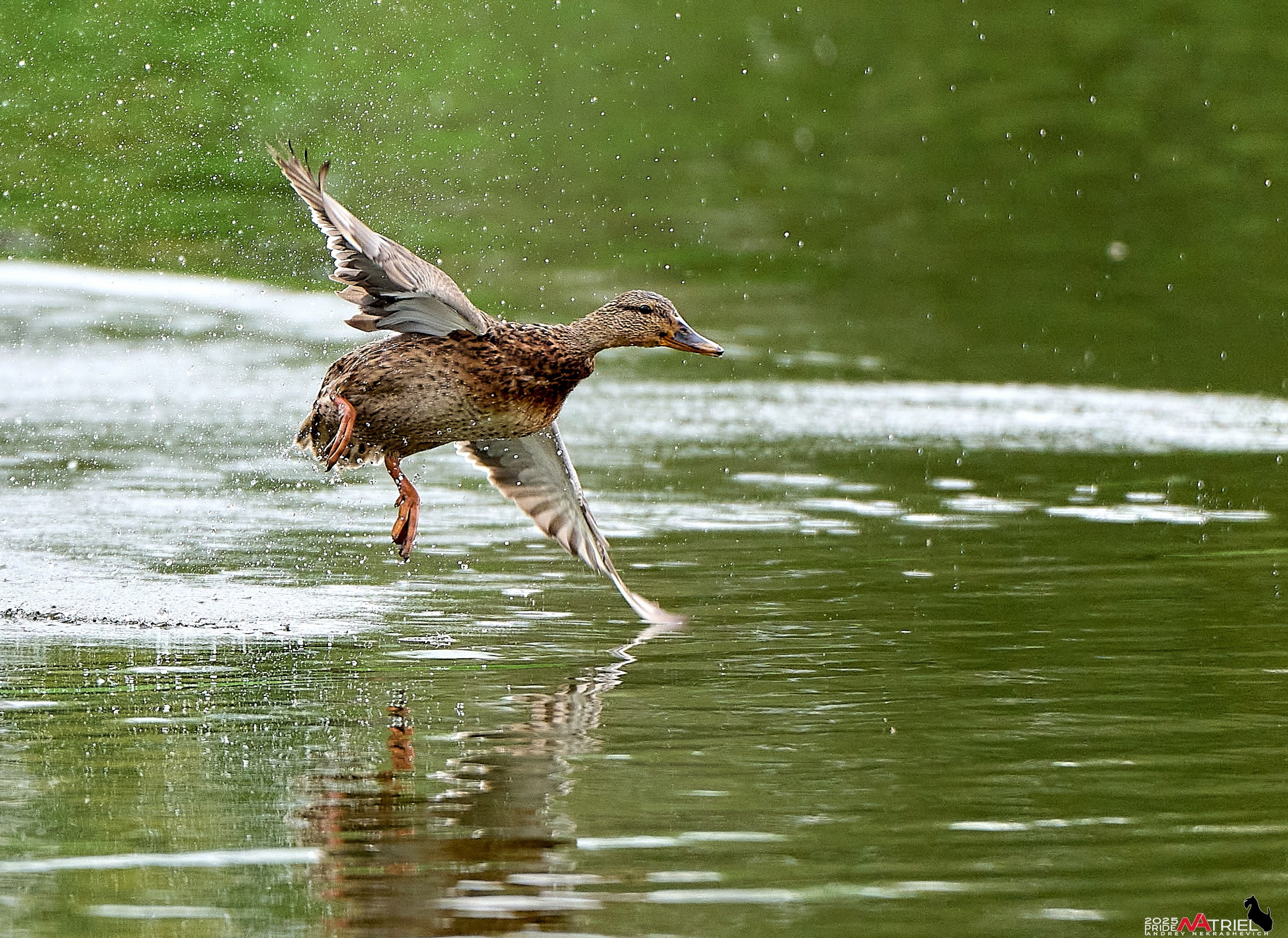 Утки на пруду