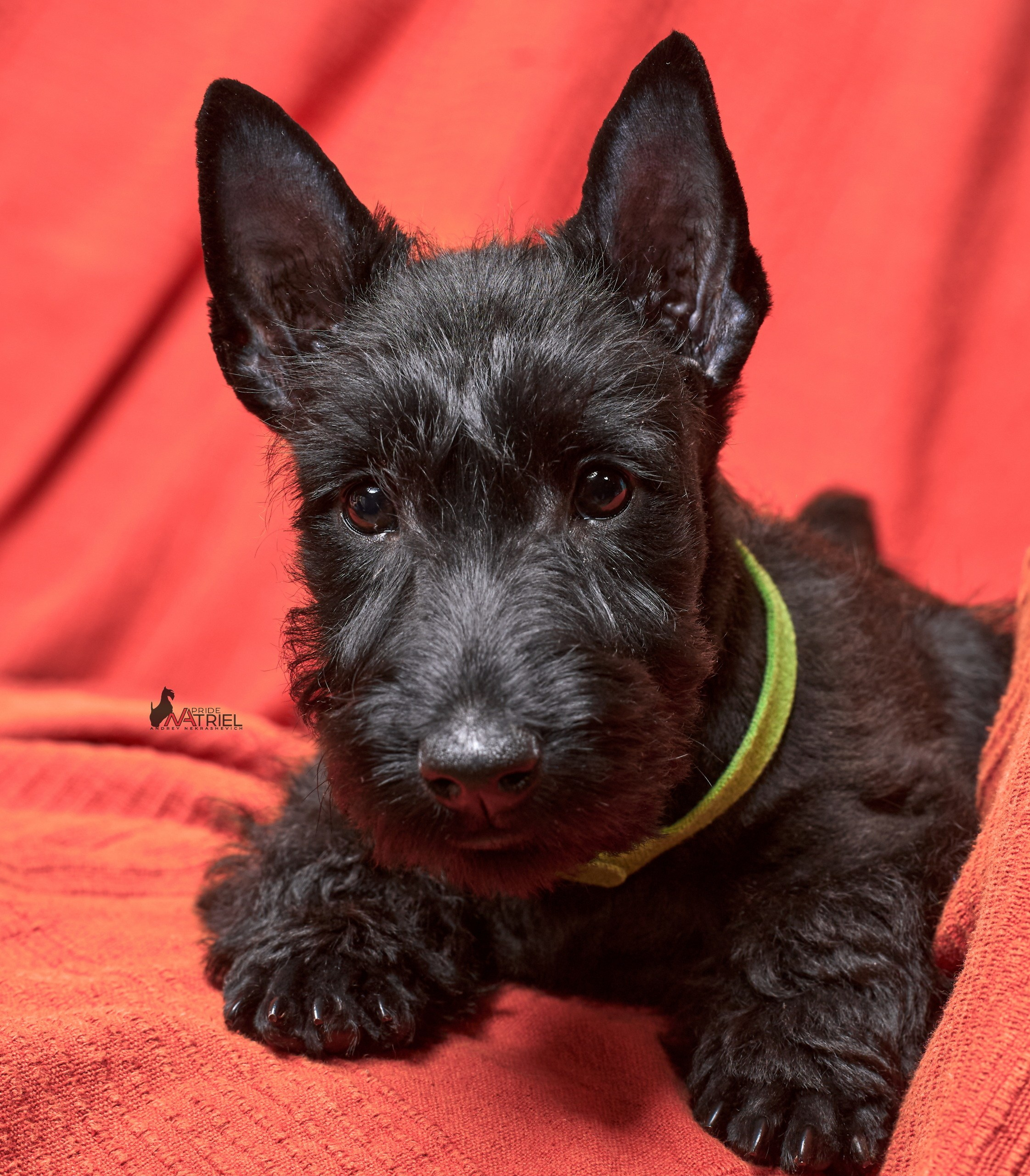 Щенки дома — галерея NATRIEL