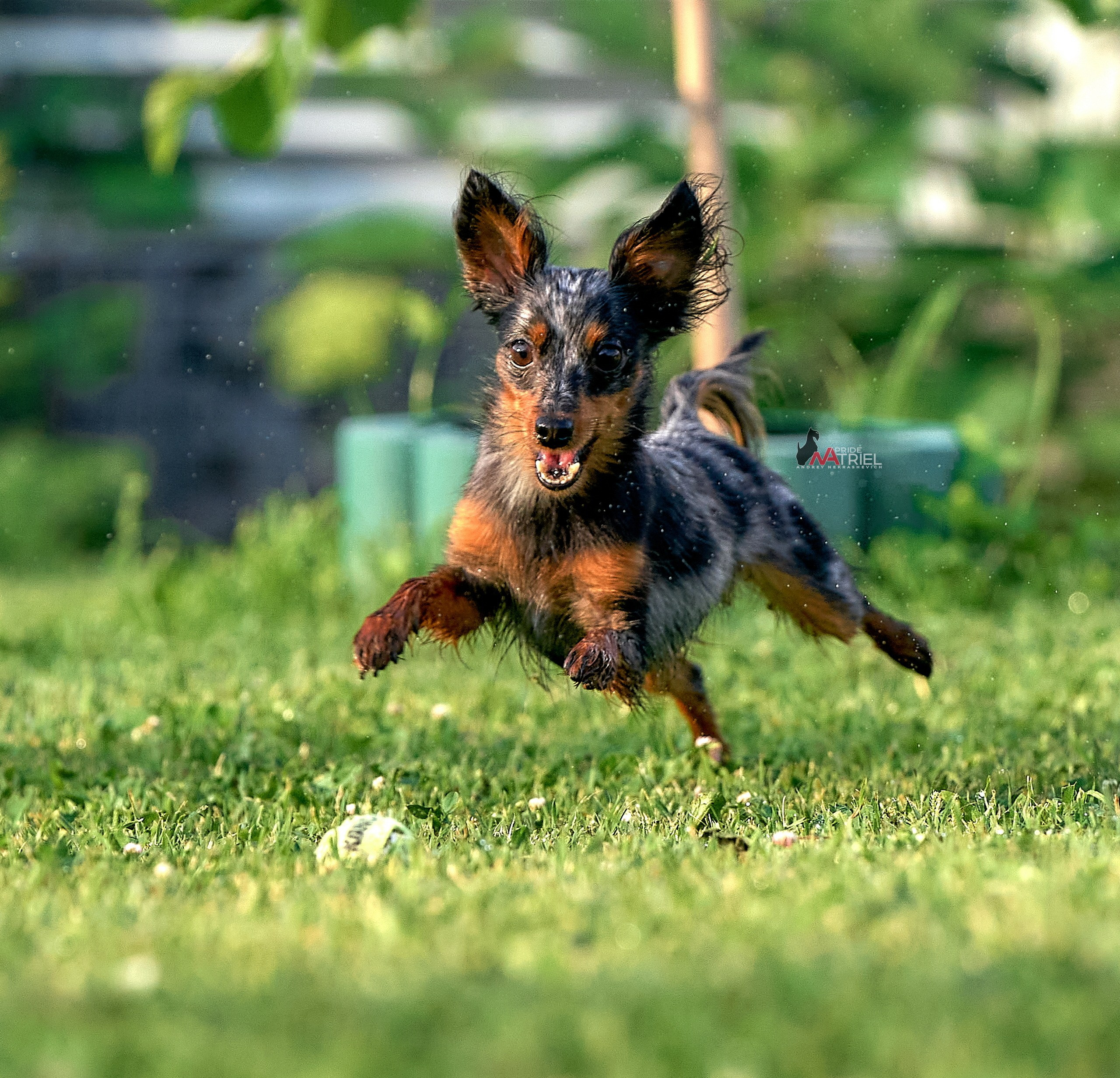 Прогулка в движении — галерея NATRIEL