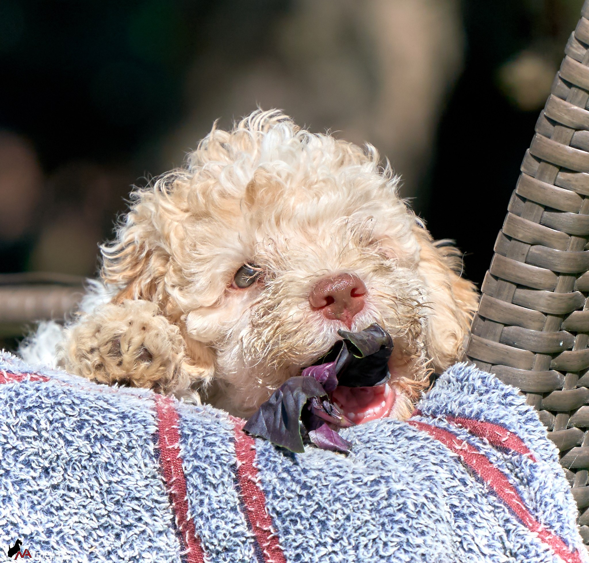 Съемка щенков лаготто на природе