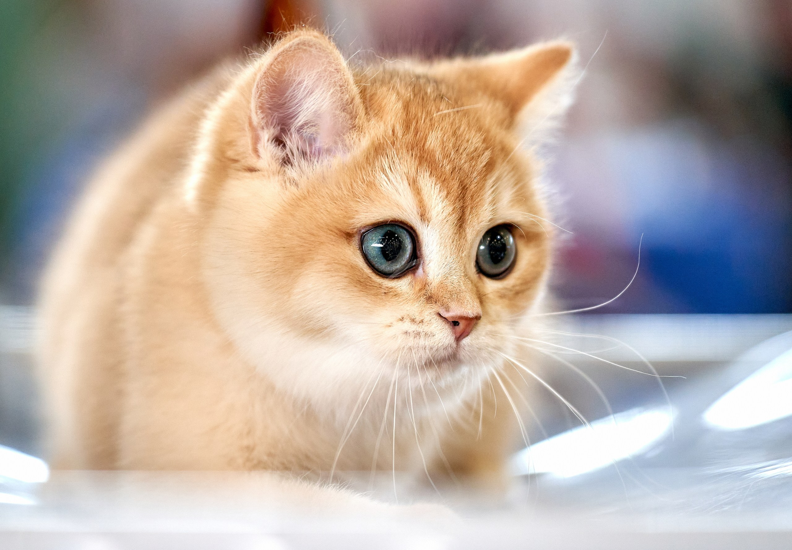 Кошки на выставках — галерея NATRIEL