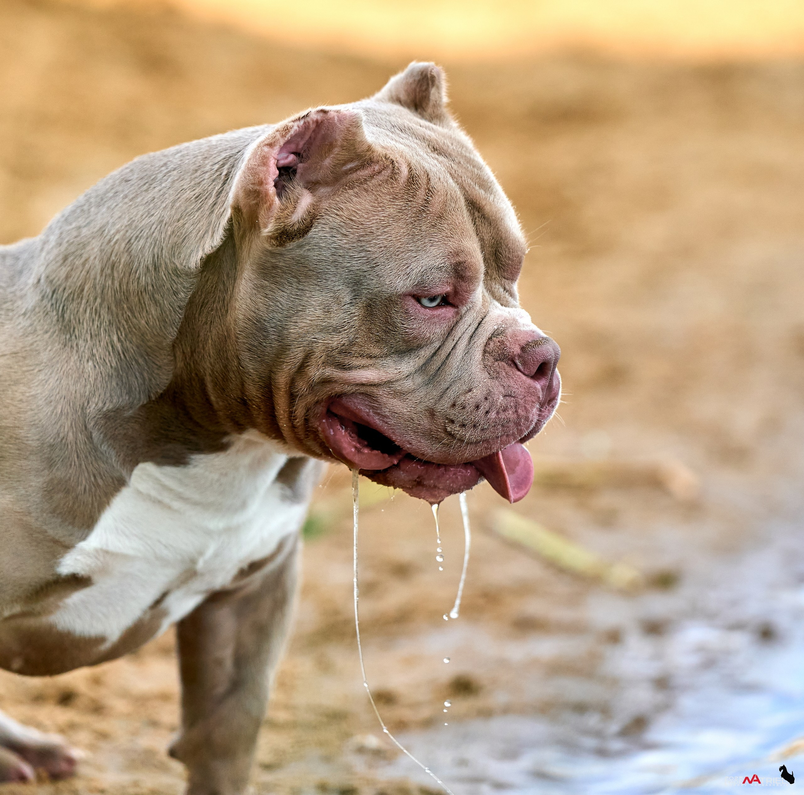 Съемка собак породы булли на природе