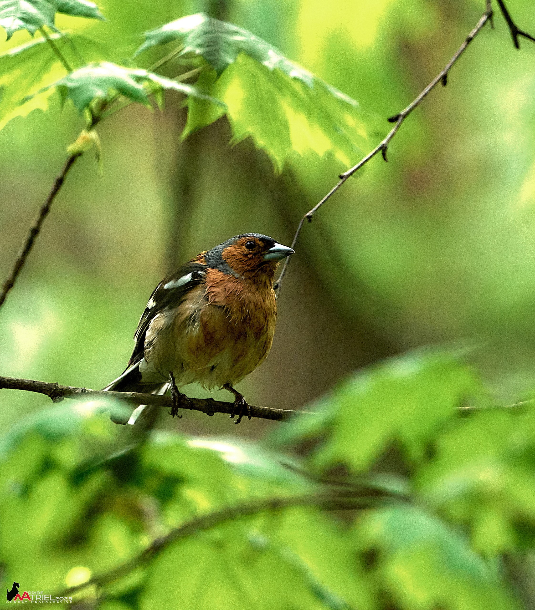 Съемка в майском лесу