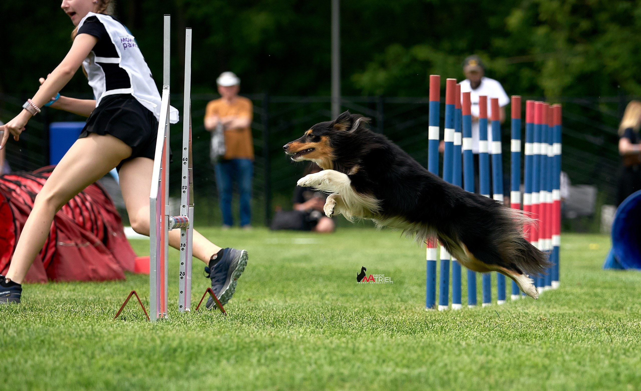 Аджилити — галерея NATRIEL