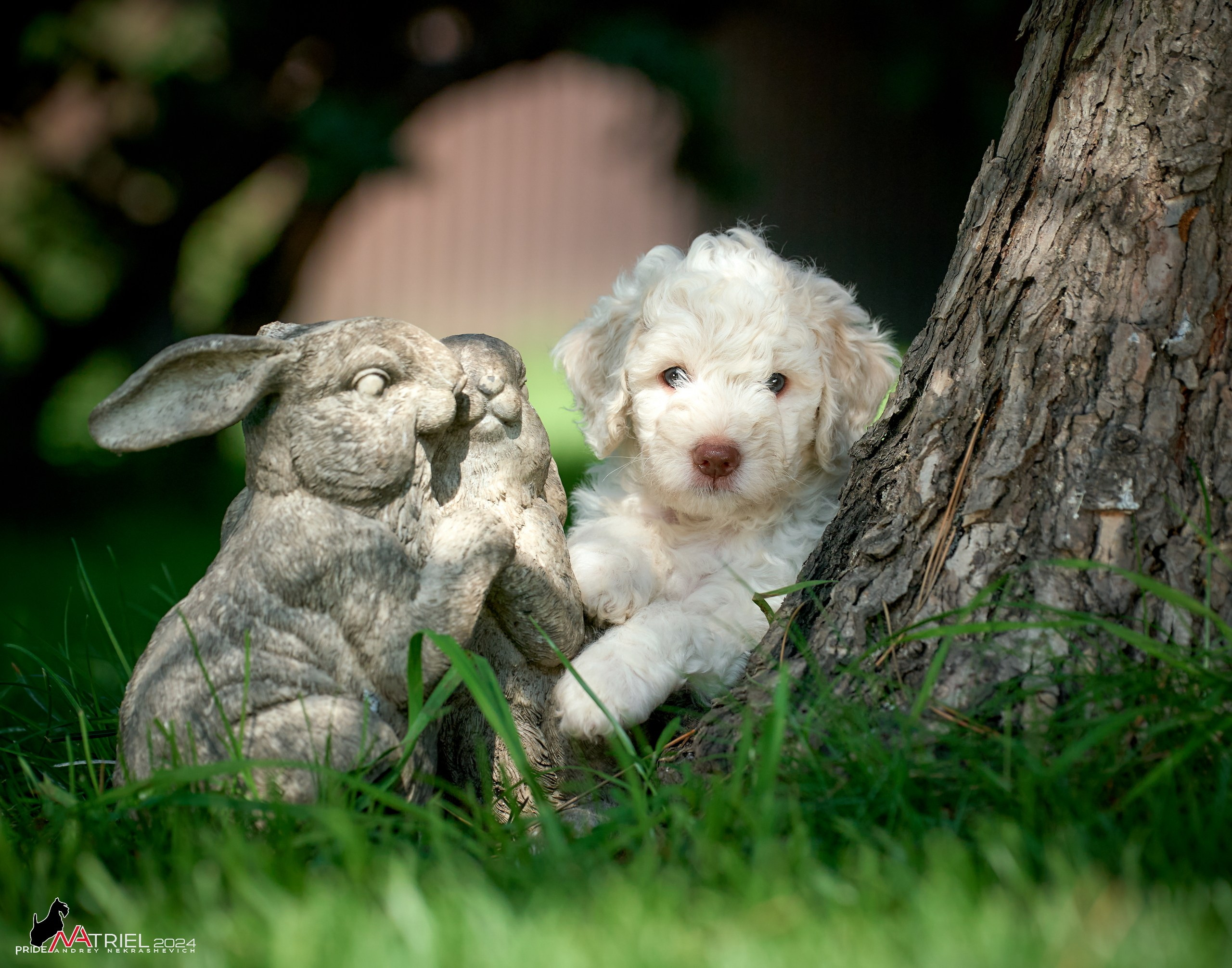 Съемка щенков лаготто