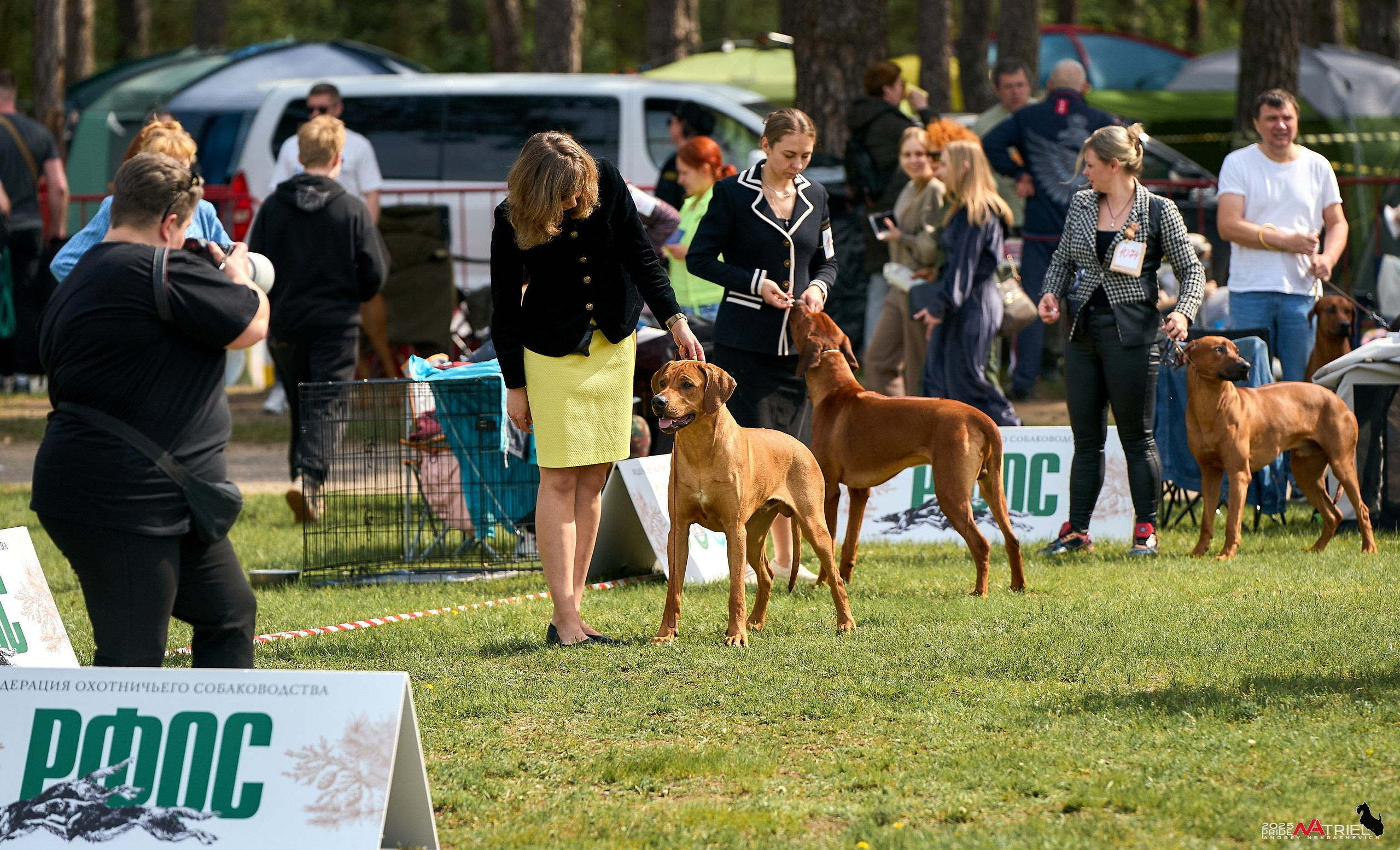 Выставка собак Суздаль-Владимир