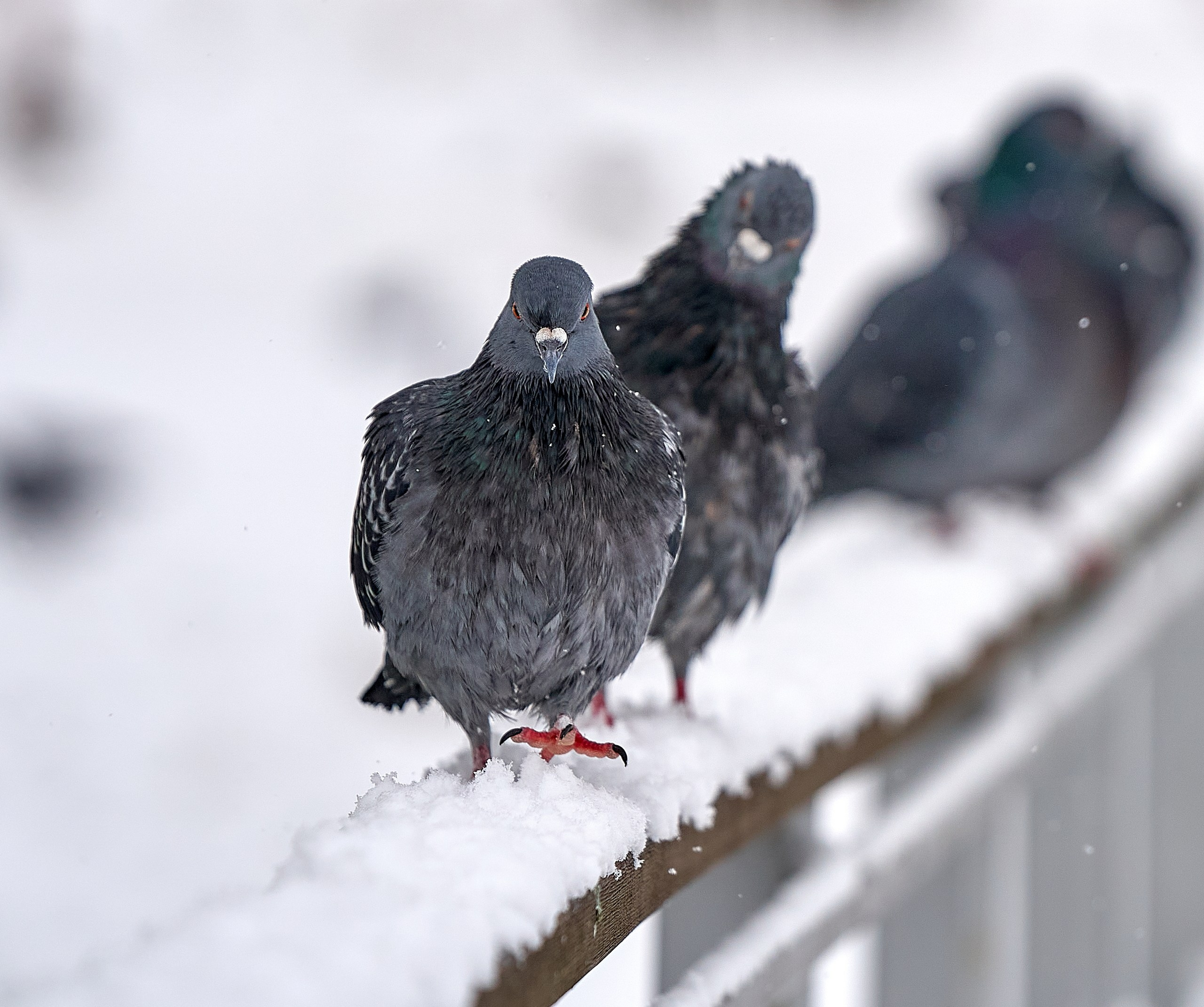 Фото птиц — галерея NATRIEL