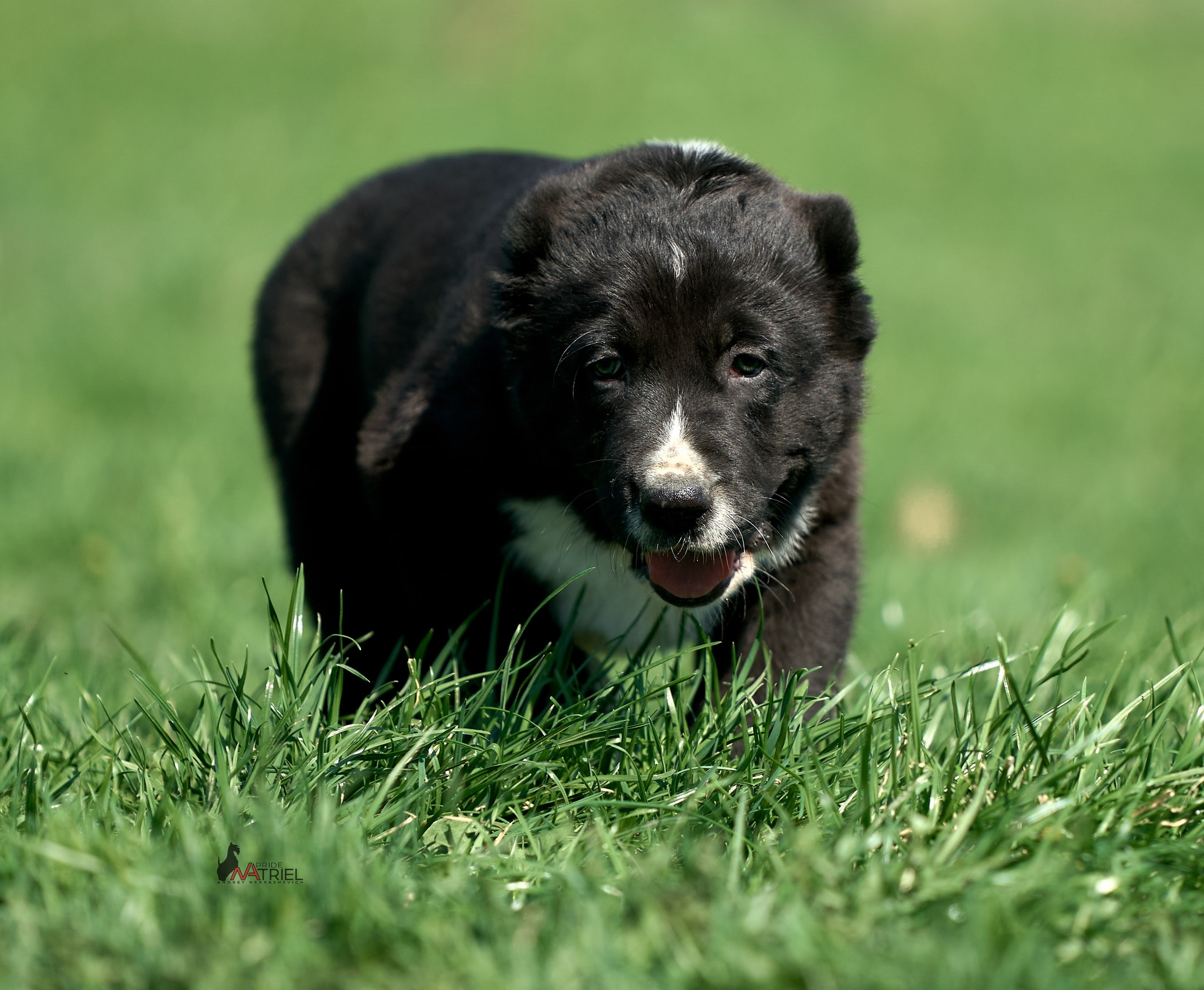 Среднеазиаты — щенки и взрослые