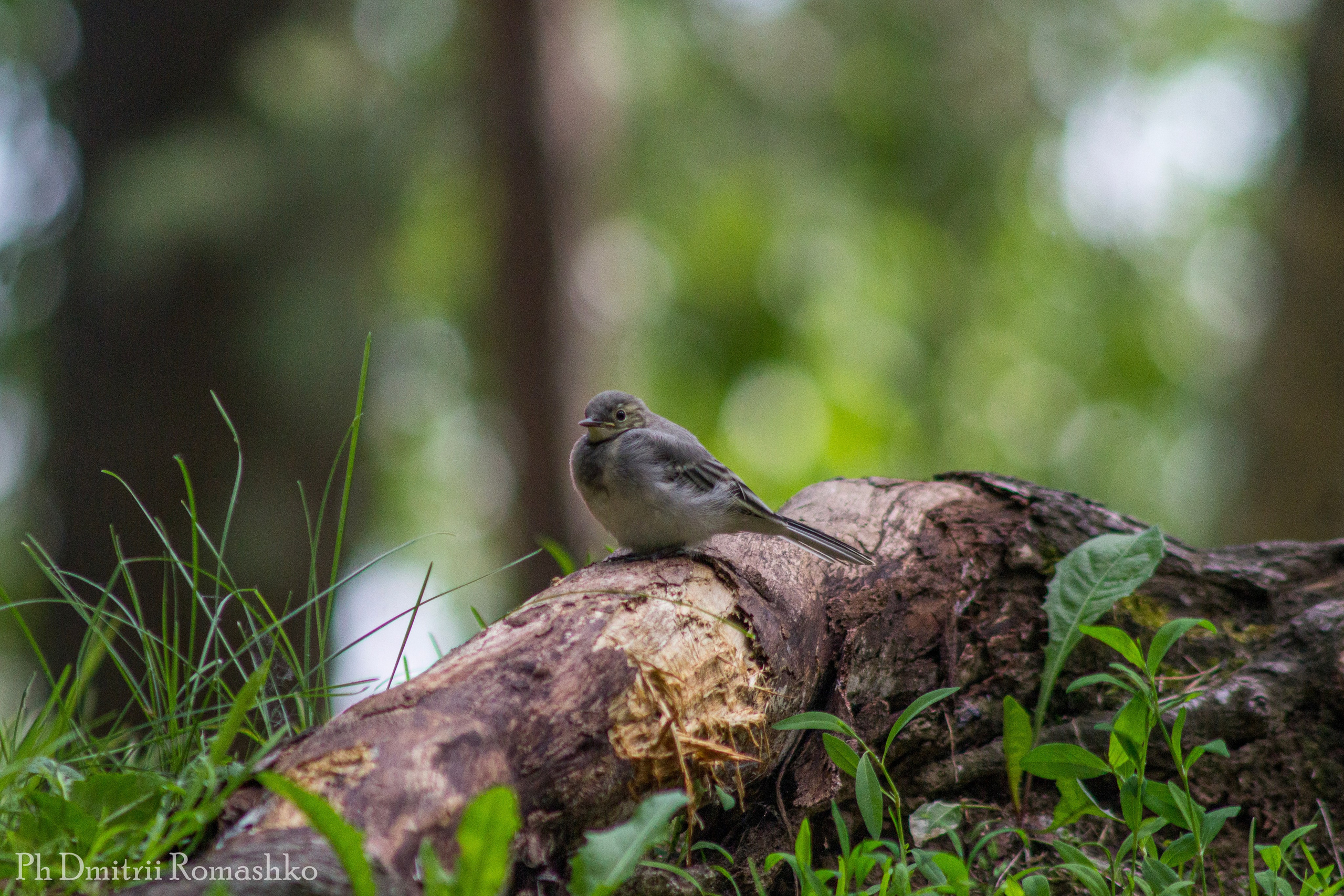 Анималистка. Фотограф Дмитрий Ромашко