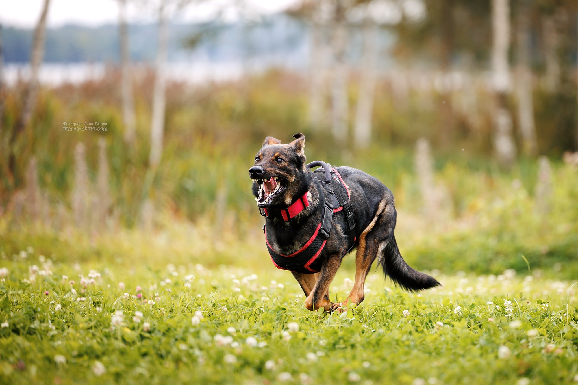 Тренировка по защите в питомнике немецких овчарок «Легенда Волги». Фотограф собак, фотограф-анималист Аня Титова (Titanya). Москва