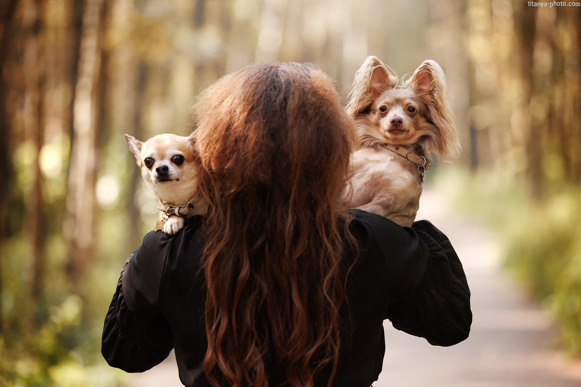 Нармина, Кураж и Тор. Фотограф собак, фотограф-анималист Аня Титова (Titanya). Москва