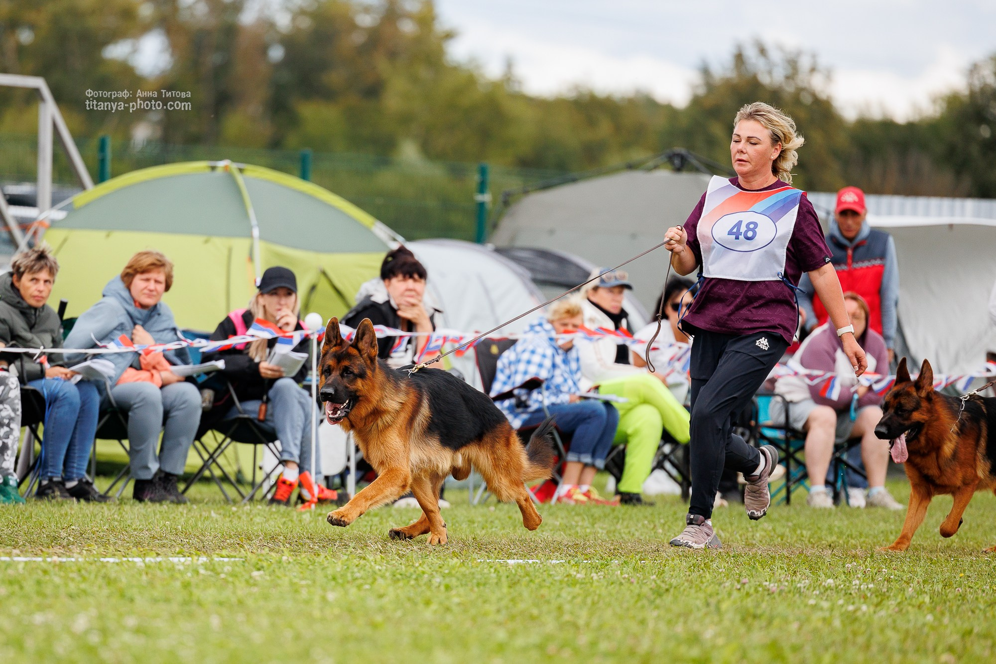 Немецкие овчарки: фото из рингов и вне ринга, мутпроба (фотографии с выставок). Фотограф собак, фотограф-анималист Аня Титова (Titanya). Москва