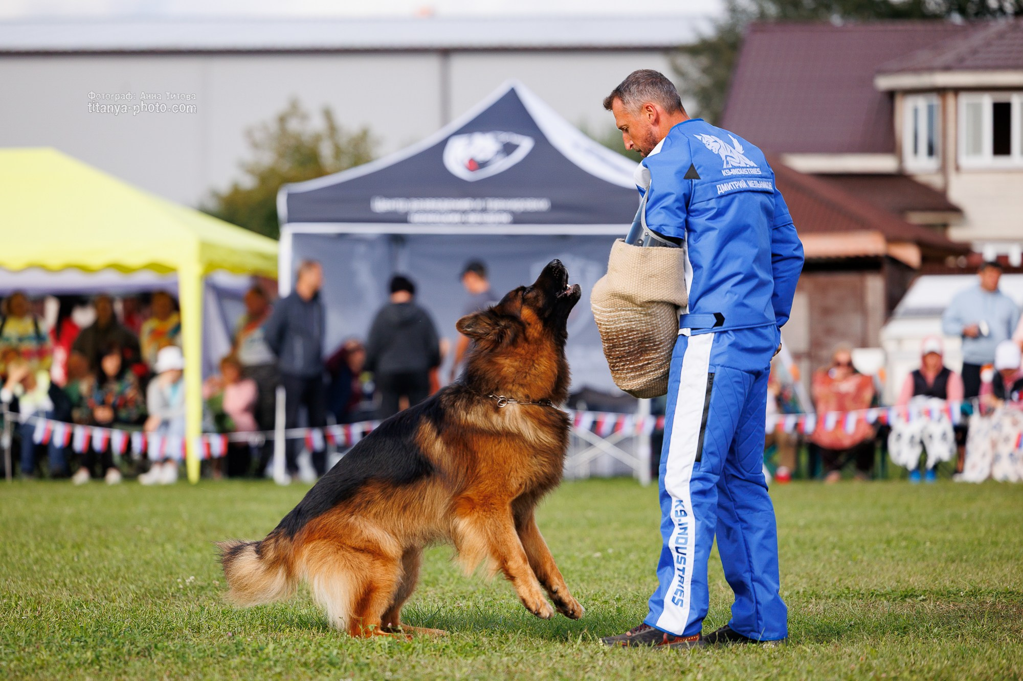 Немецкие овчарки: фото из рингов и вне ринга, мутпроба (фотографии с выставок). Фотограф собак, фотограф-анималист Аня Титова (Titanya). Москва