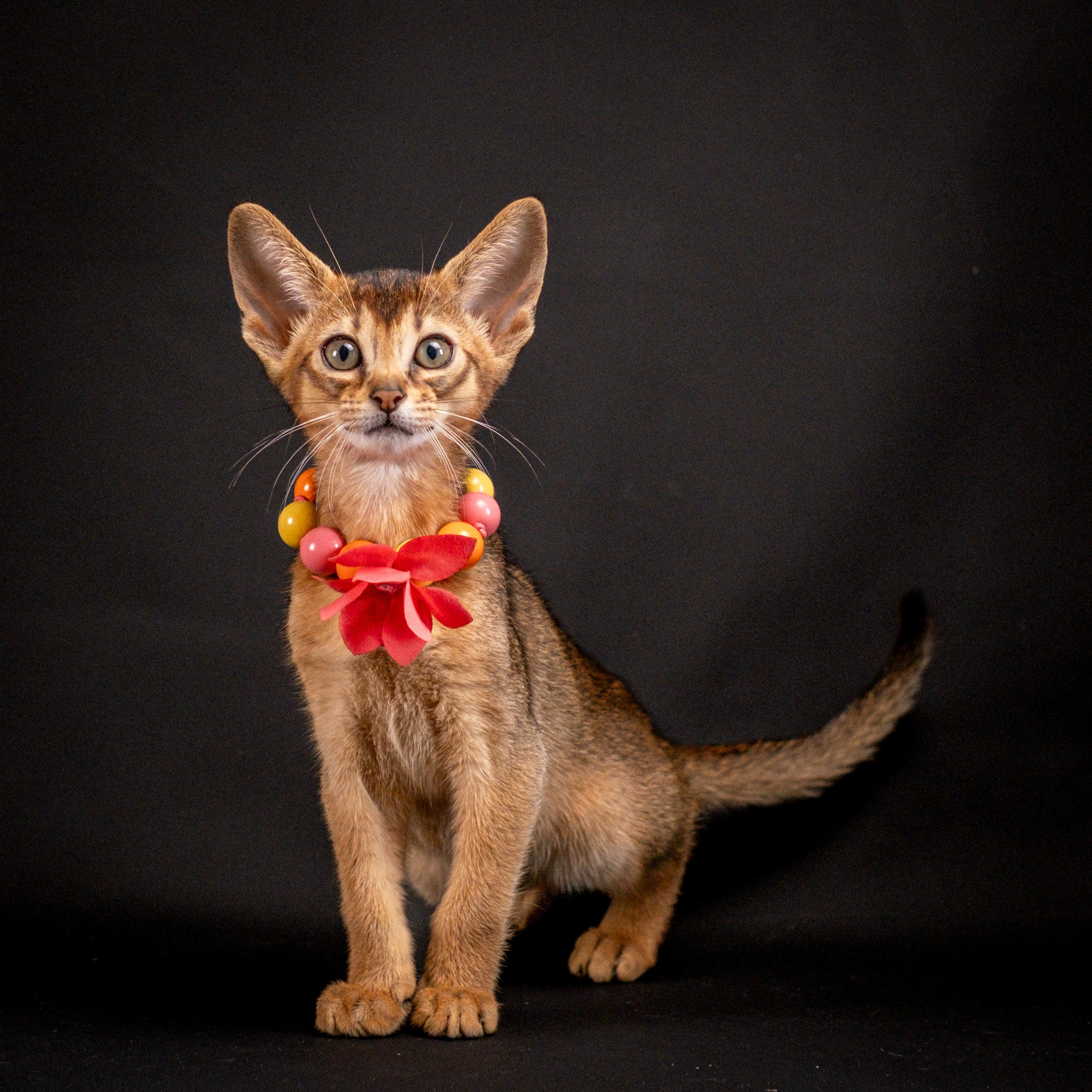 Абиссинцы для Натальи). Зоофотограф, фотограф животных в Москве и области Дина Дамоцева