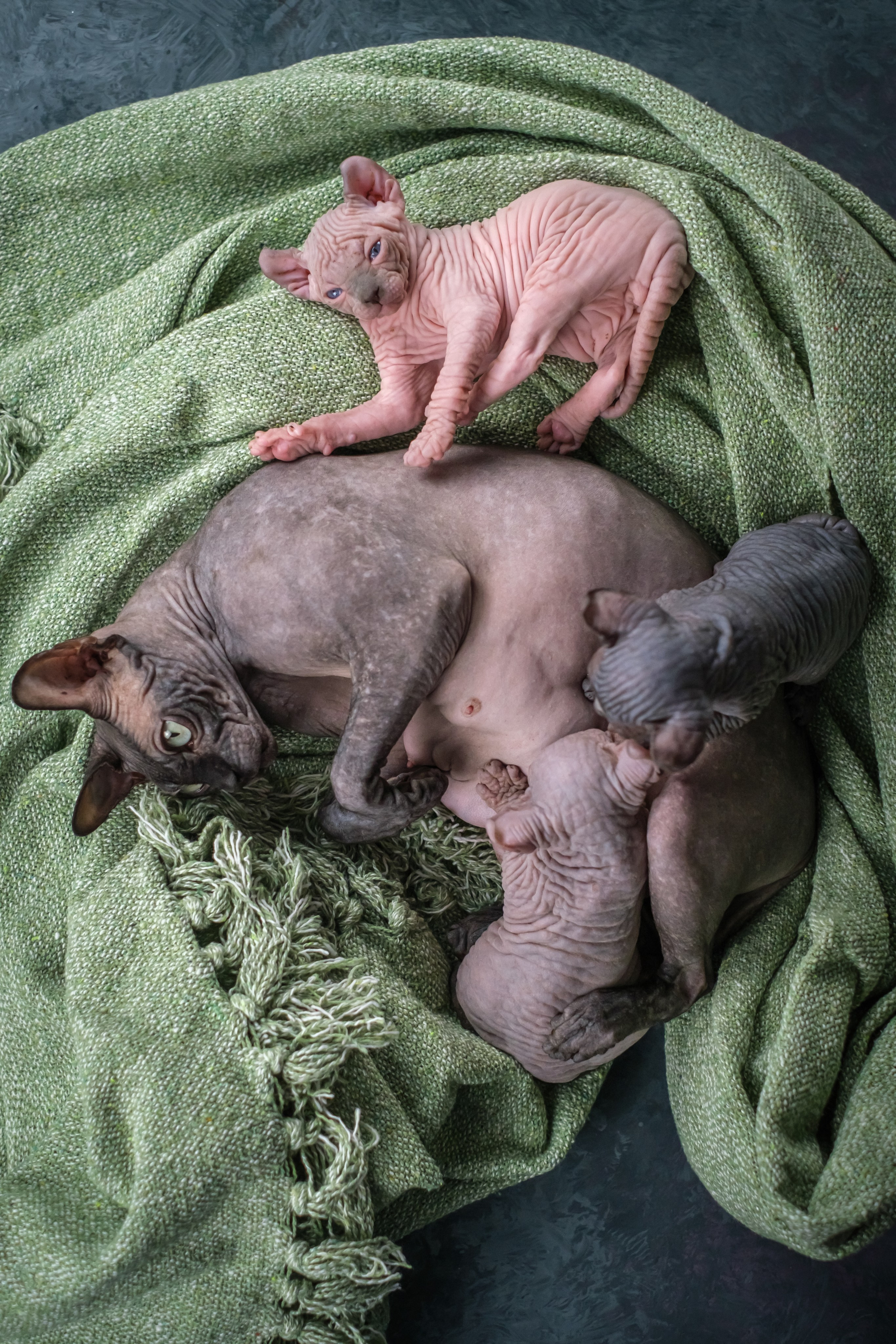 Котята для Данила и Ланы. Зоофотограф, фотограф животных в Москве и области Дина Дамоцева