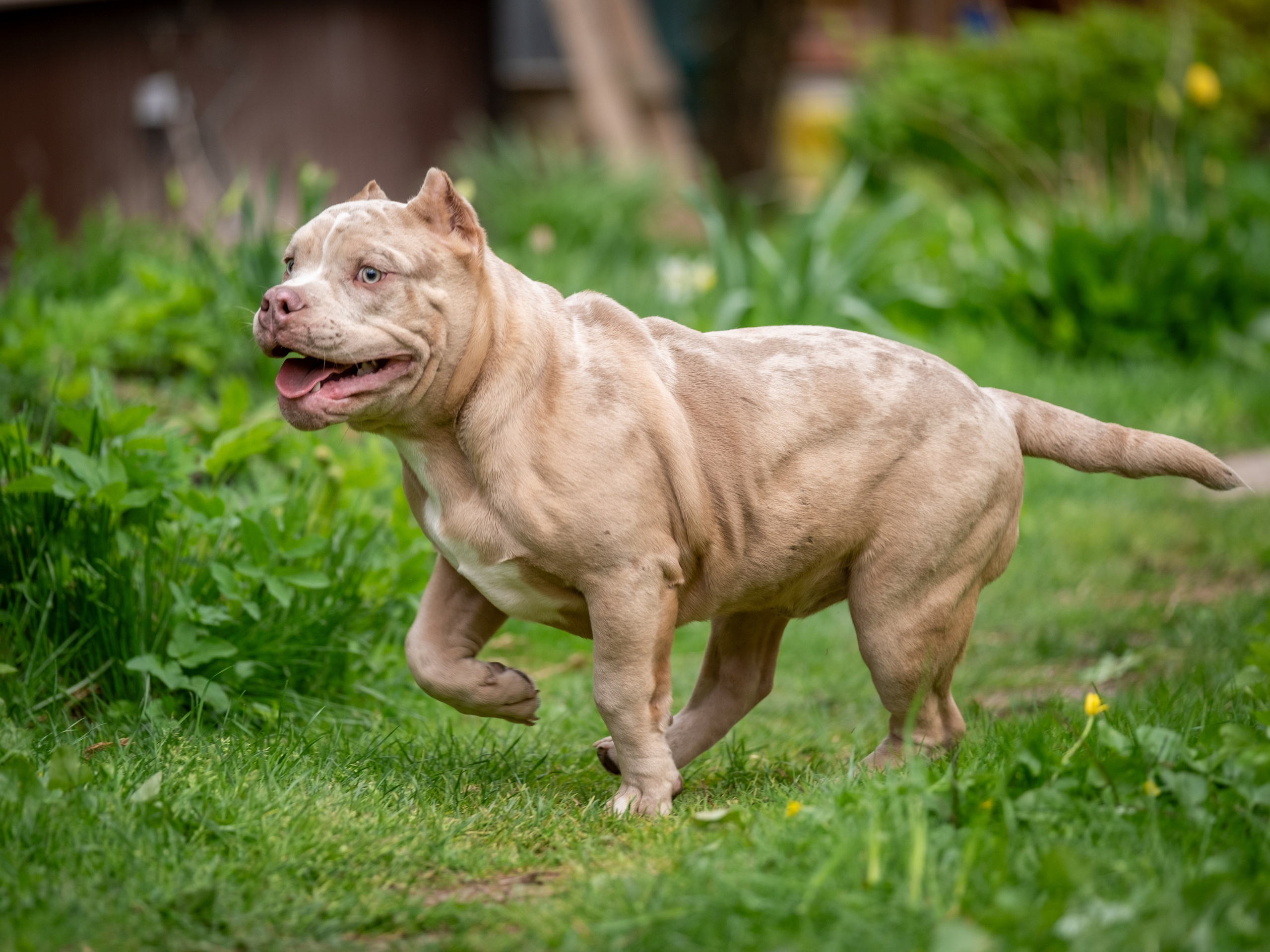 Американские булки для Ирины). Зоофотограф, фотограф животных в Москве и области Дина Дамоцева