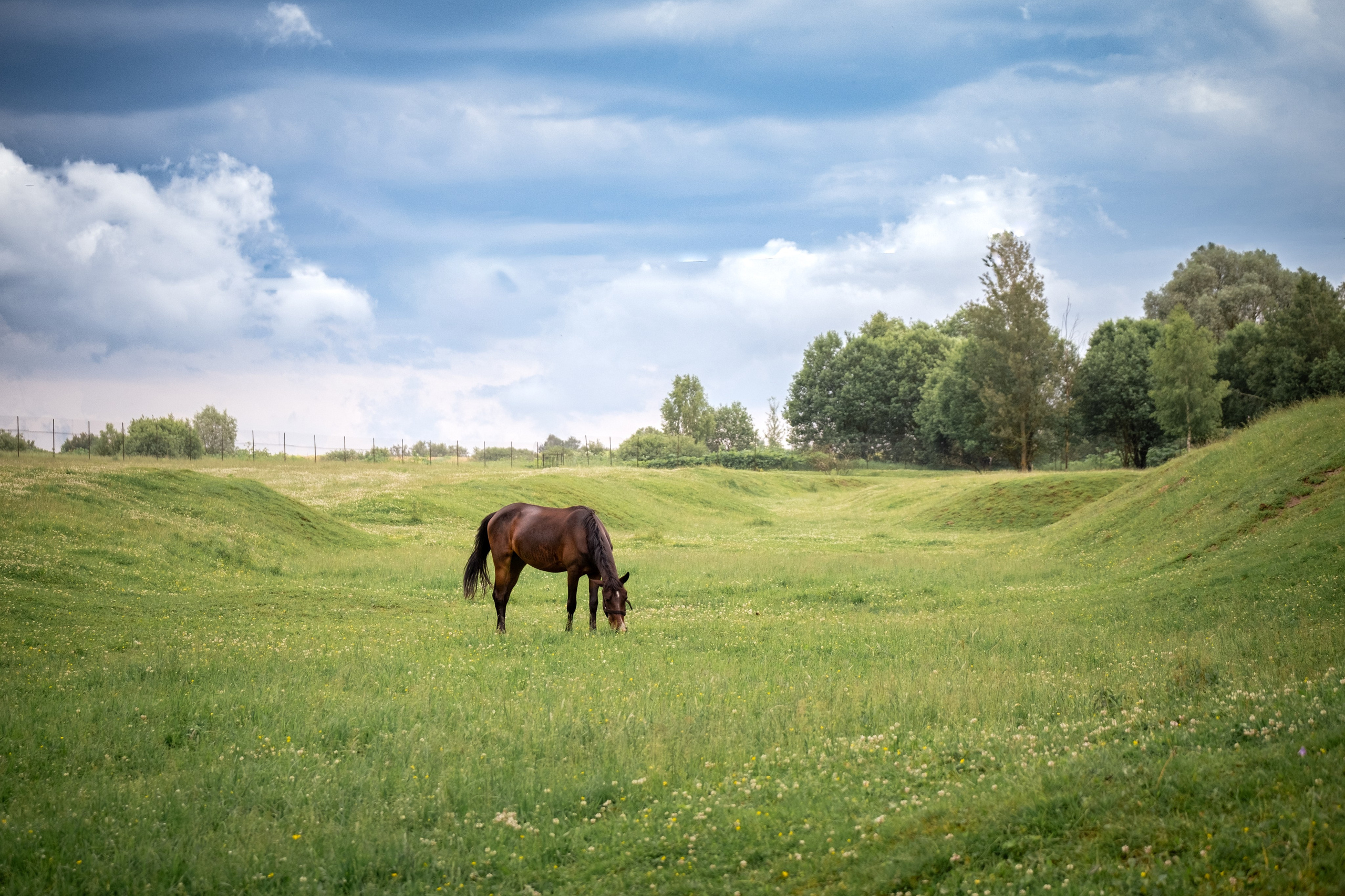 Аванпост, конное ранчо. Зоофотограф, фотограф животных в Москве и области Дина Дамоцева