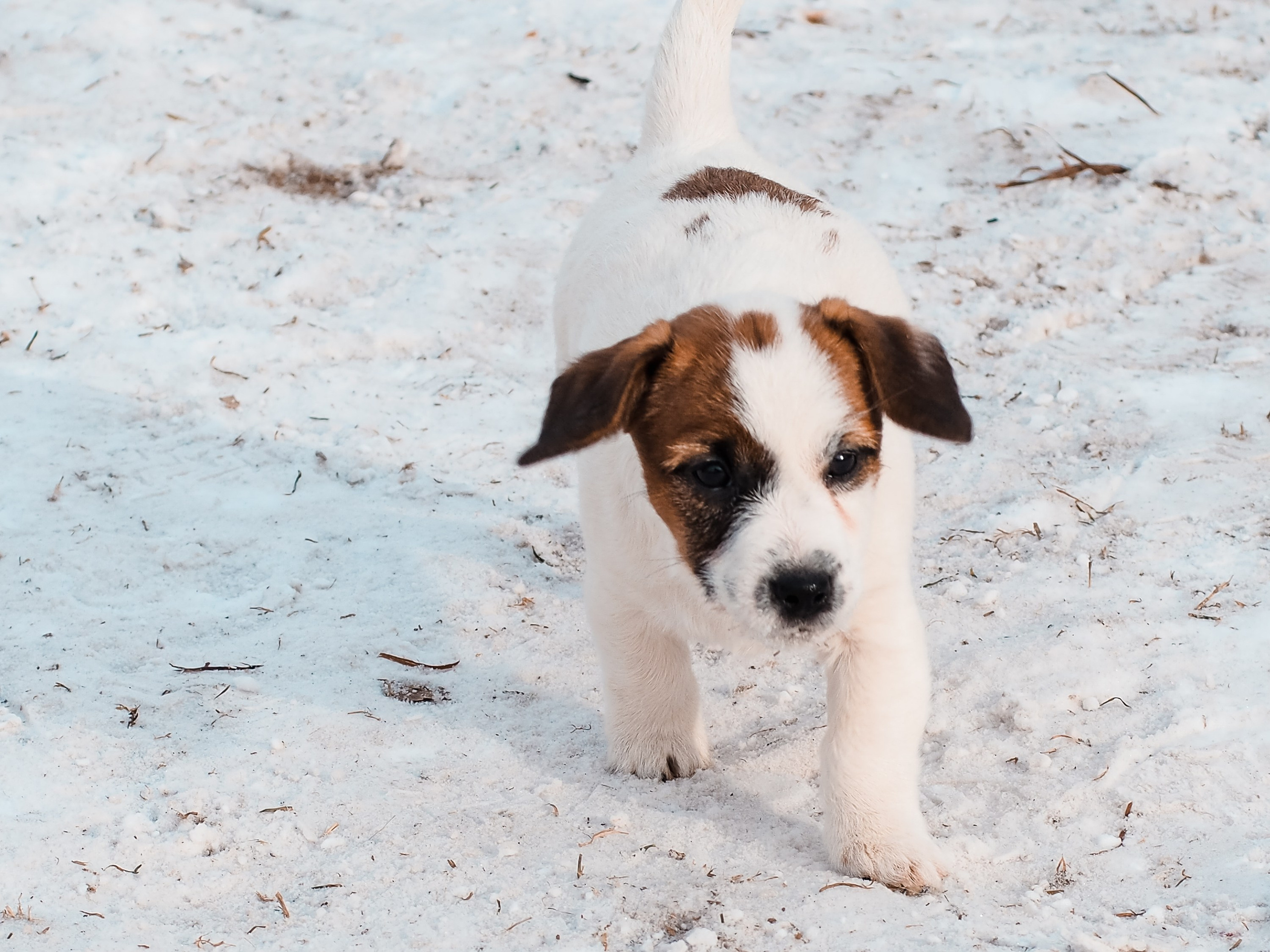 3_Девочка_СНЕЖНАЯ_Ц. CANE MAESTRO — kennel Jack Russell Terrier