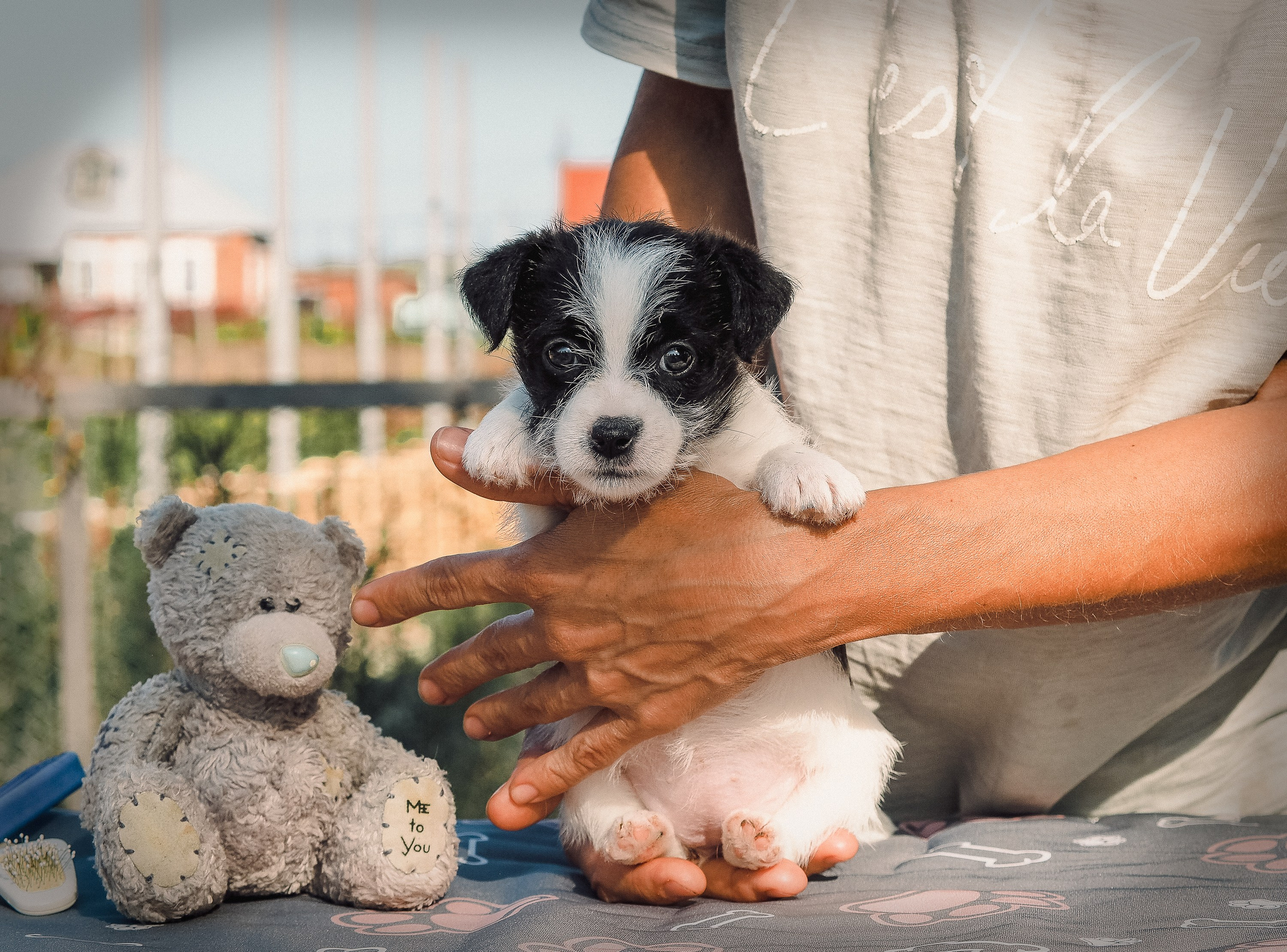 Бело-черная красавица джек-рассел-терьер. КАНЕ МАЭСТРО — питомник Джек рассел терьеров