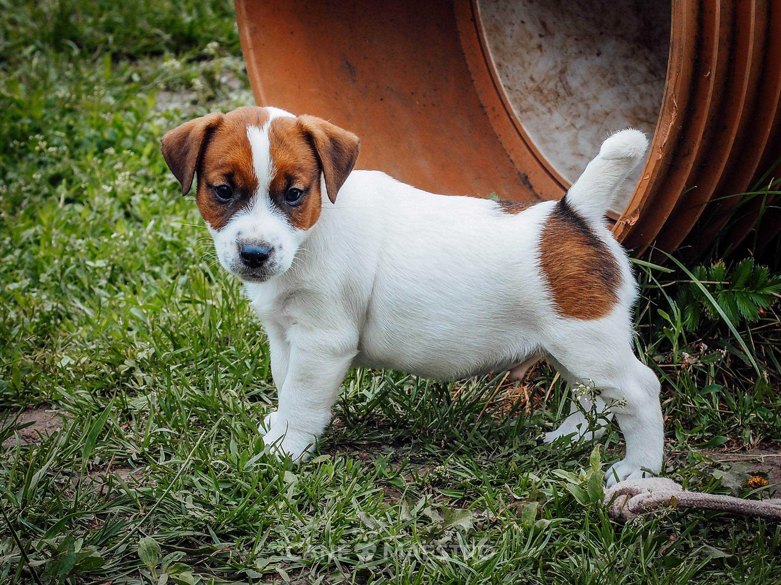 Ш_2_MALE_SHERY_BRANDY. CANE MAESTRO — kennel Jack Russell Terrier