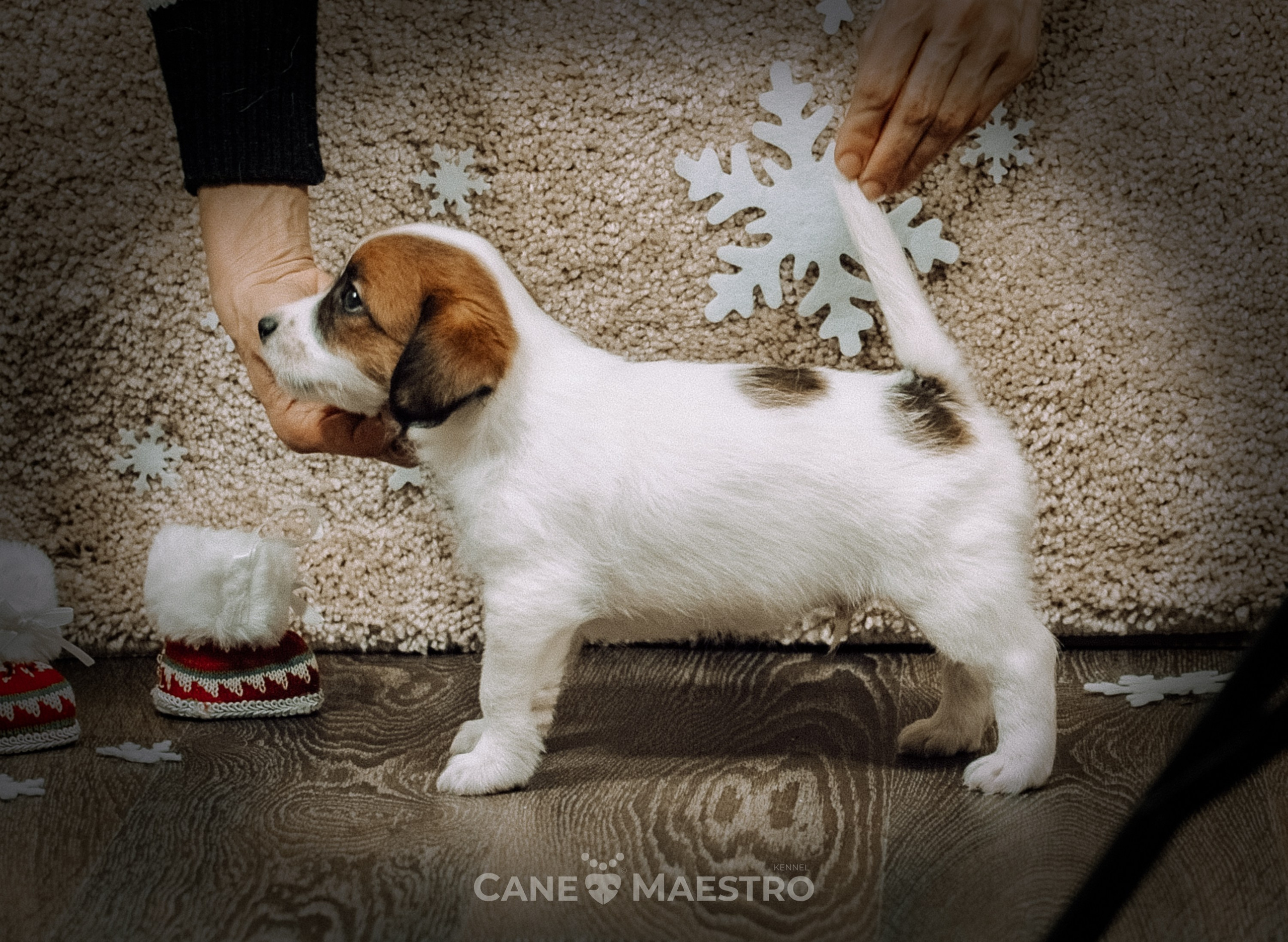 3КОБЛ_СНЕГОВИК. CANE MAESTRO — kennel Jack Russell Terrier