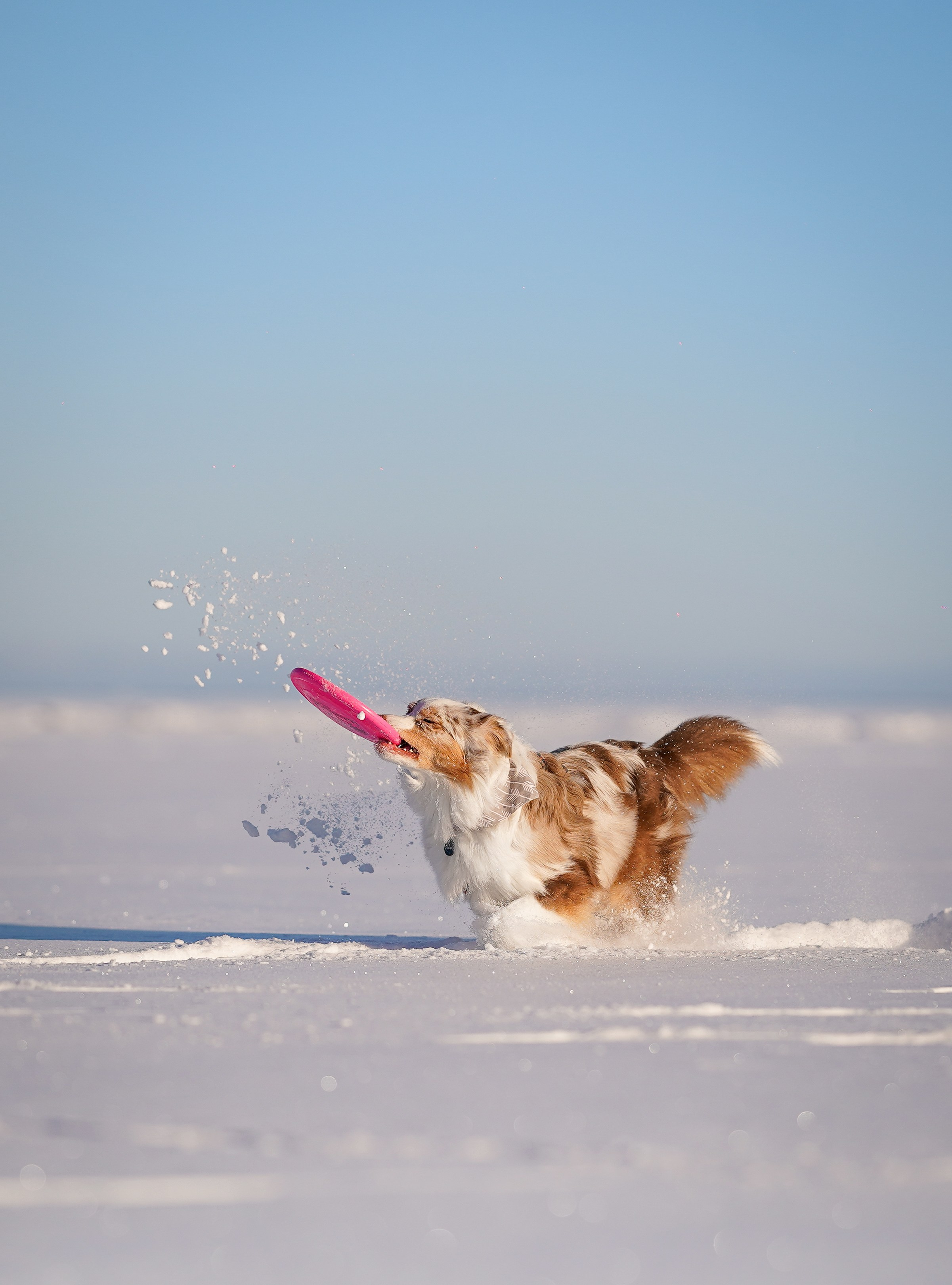 Панда март. Фотограф-анималист в Санкт-Петербурге Яна Мартынова