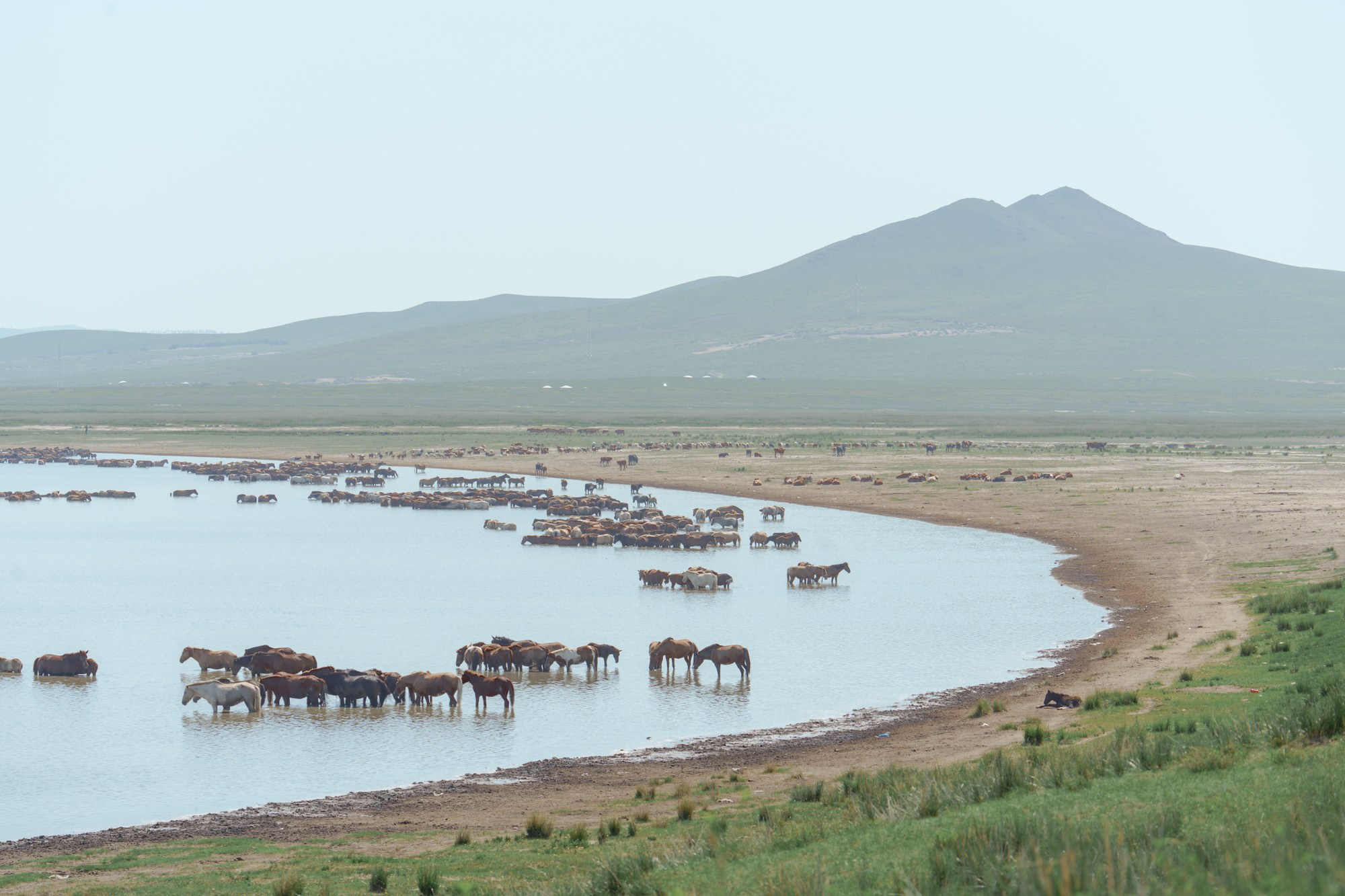 Стадо коней в живописных монгольских пейзажах. Эти животные являются неотъемлемой частью традиционного кочевого образа жизни в Монголии