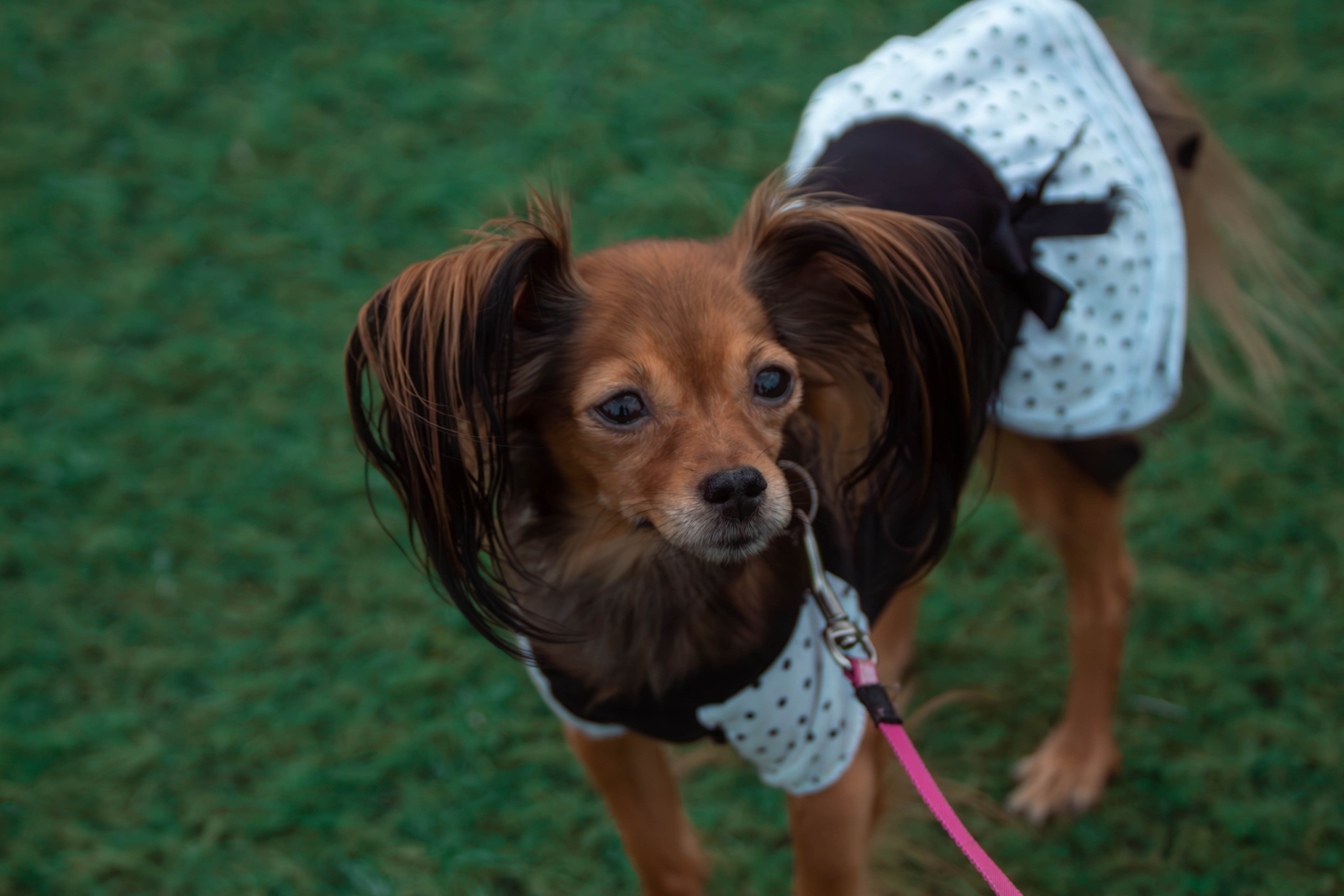 Фотограф анималист для выставки собак в Туле. Фотограф анималист — Тула, Москва