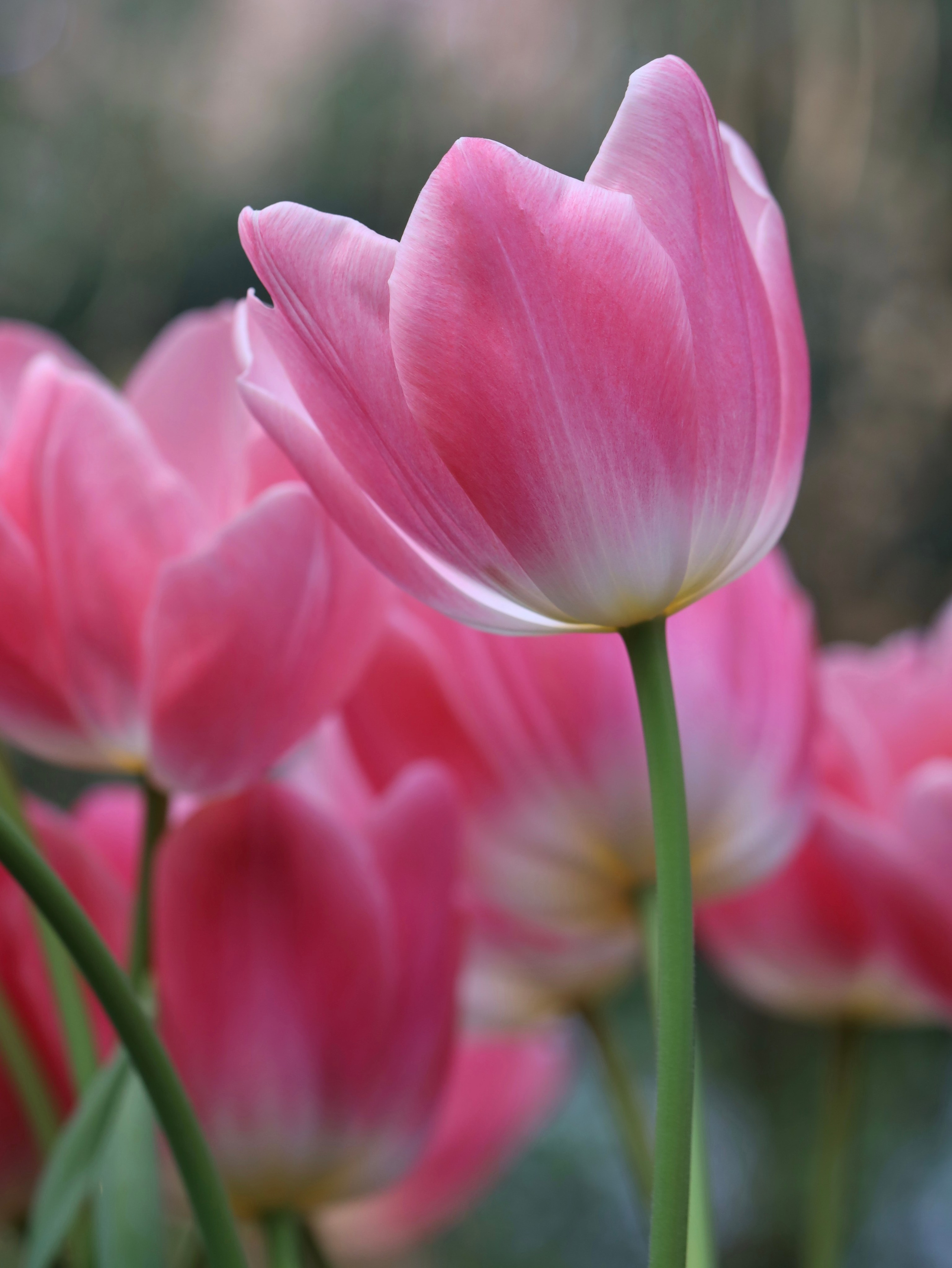Фотографии весенних цветов. Фотосессии и репортаж — Фотограф в Москве — Рина Серёгина