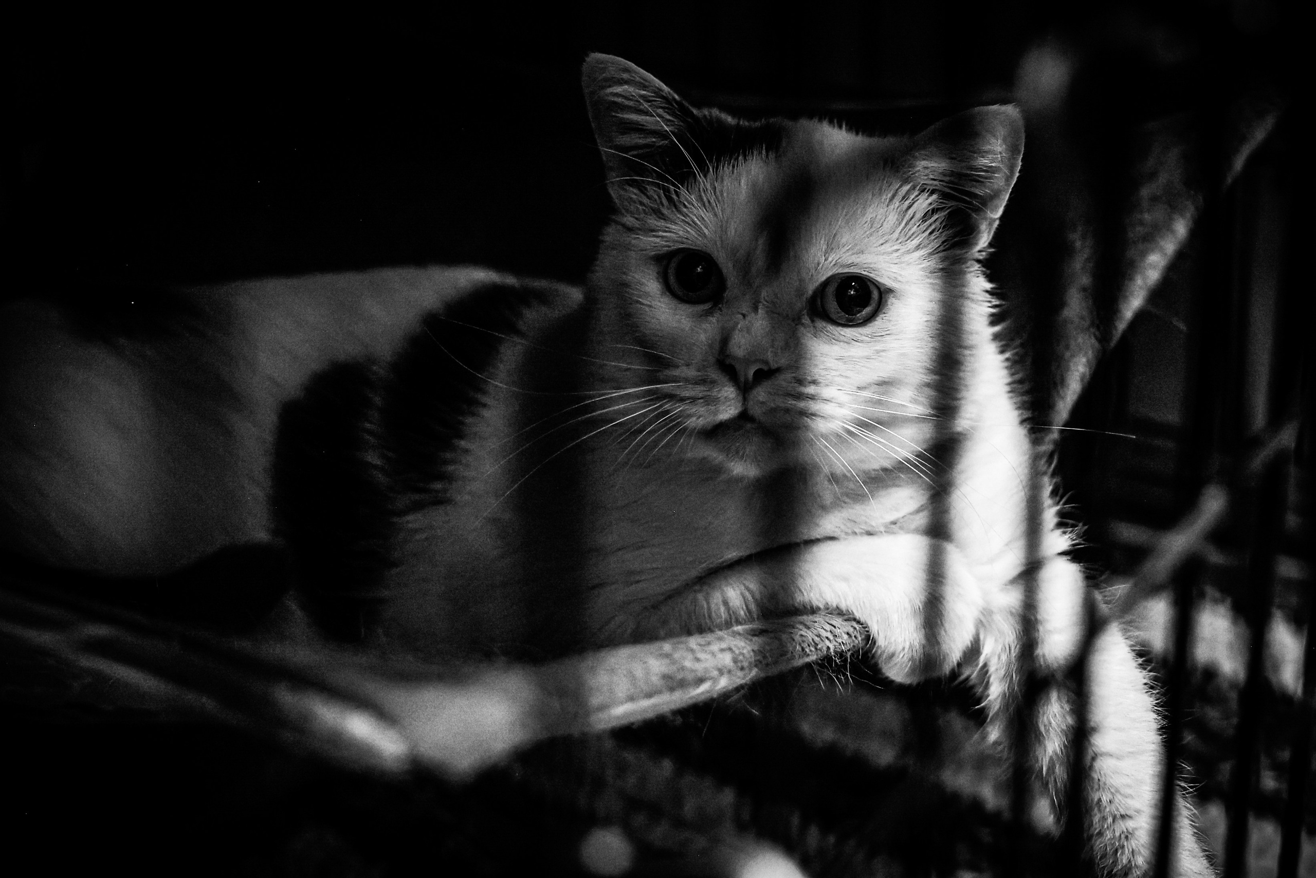 МУР КОША. Ekaterina Ageeva