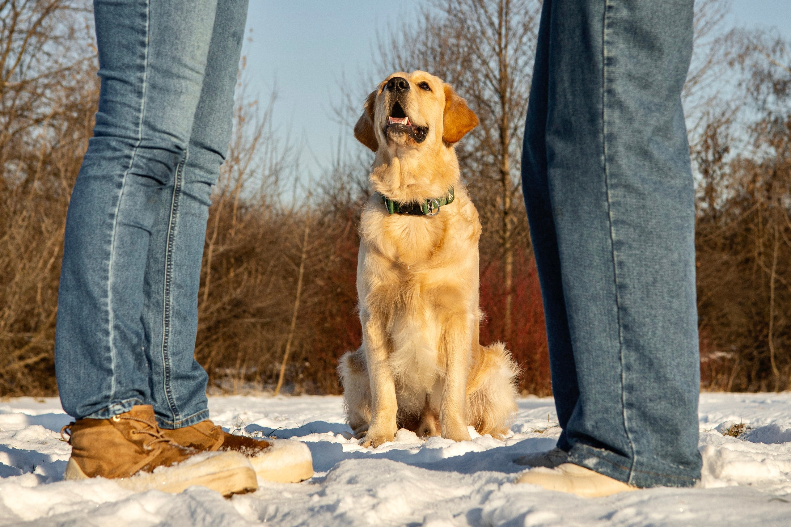 Ларри и его семья. Фотограф-анималист Ксения Шевцова|Москва
