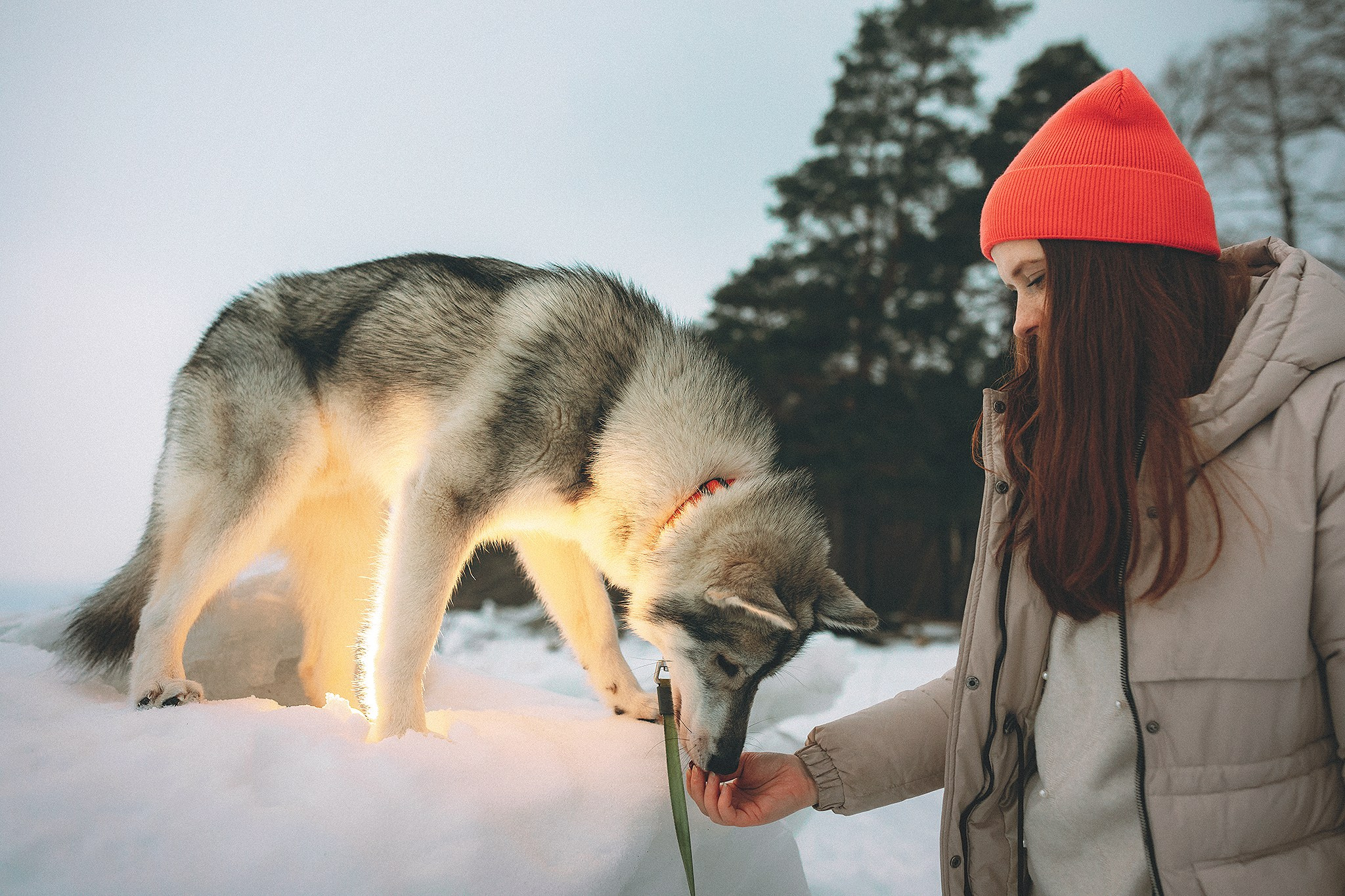 Даймонд и Настя. Фотограф-анималист • love-story • Санкт-Петербург