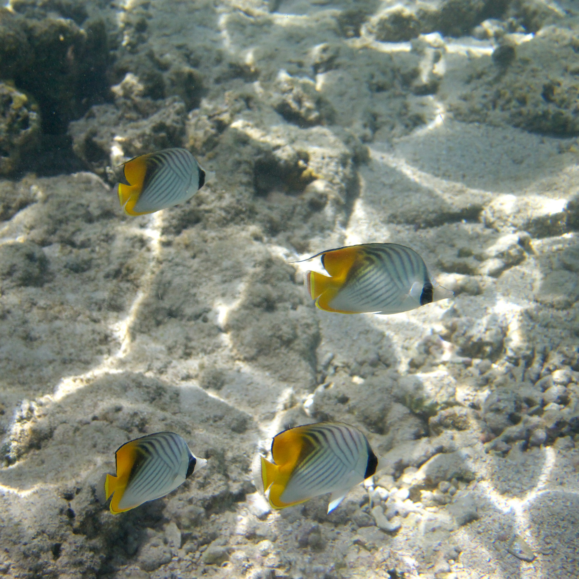 Под водой. Миша Печёнкин | фотография