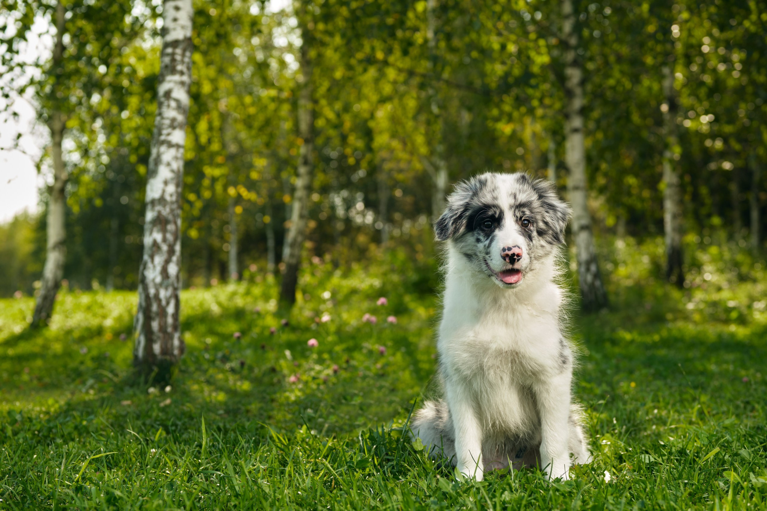 Фотограф животных в Москве и московской области. Профессиональный фотограф в Москве — Максим Дьяконов