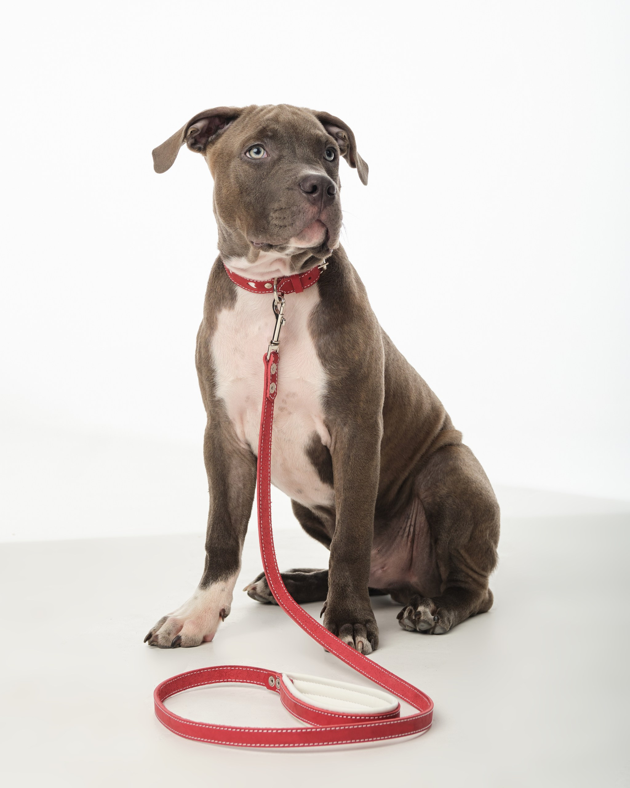 Фотограф животных в Москве и московской области. Профессиональный фотограф в Москве — Максим Дьяконов