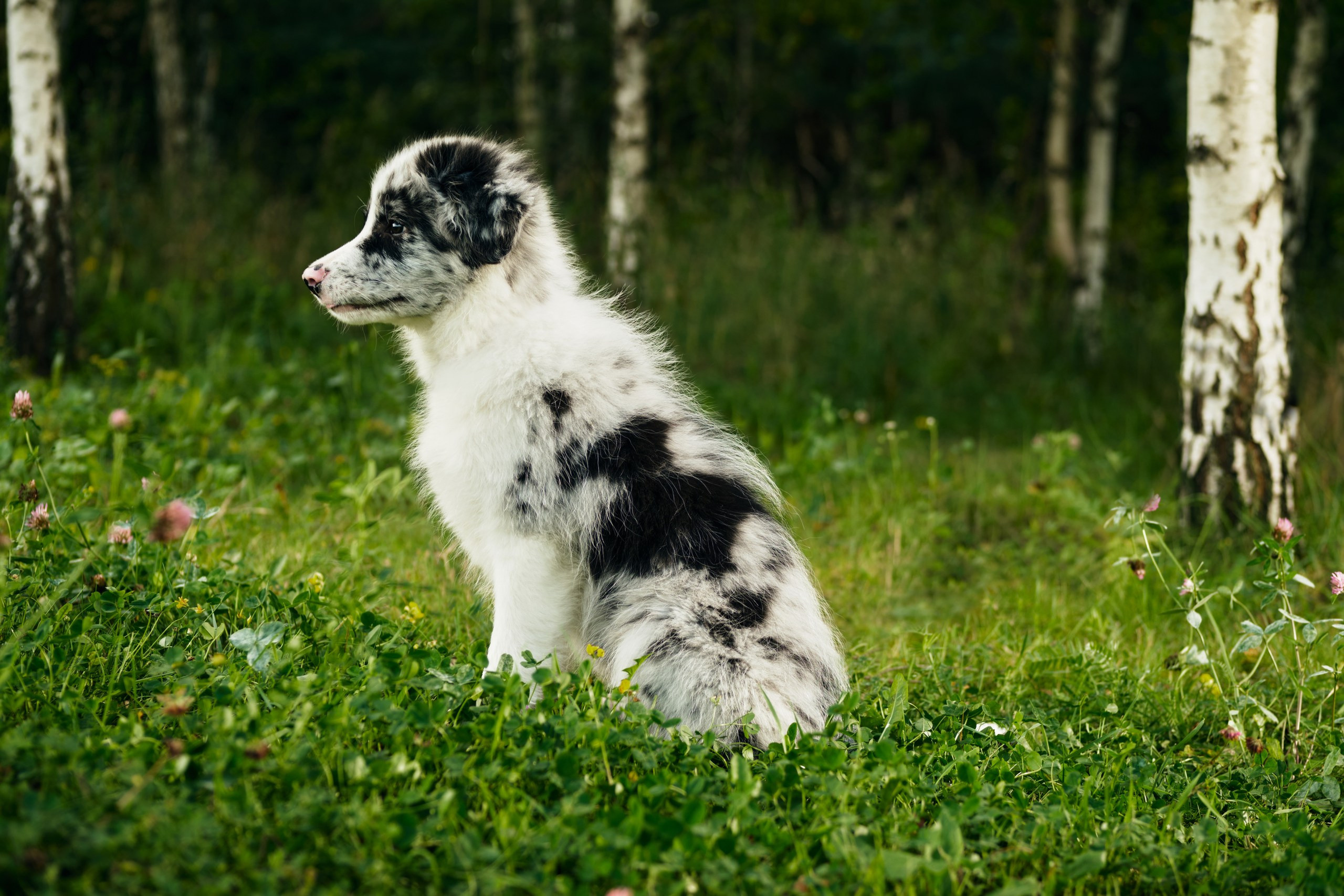 Фотограф животных в Москве и московской области. Профессиональный фотограф в Москве — Максим Дьяконов