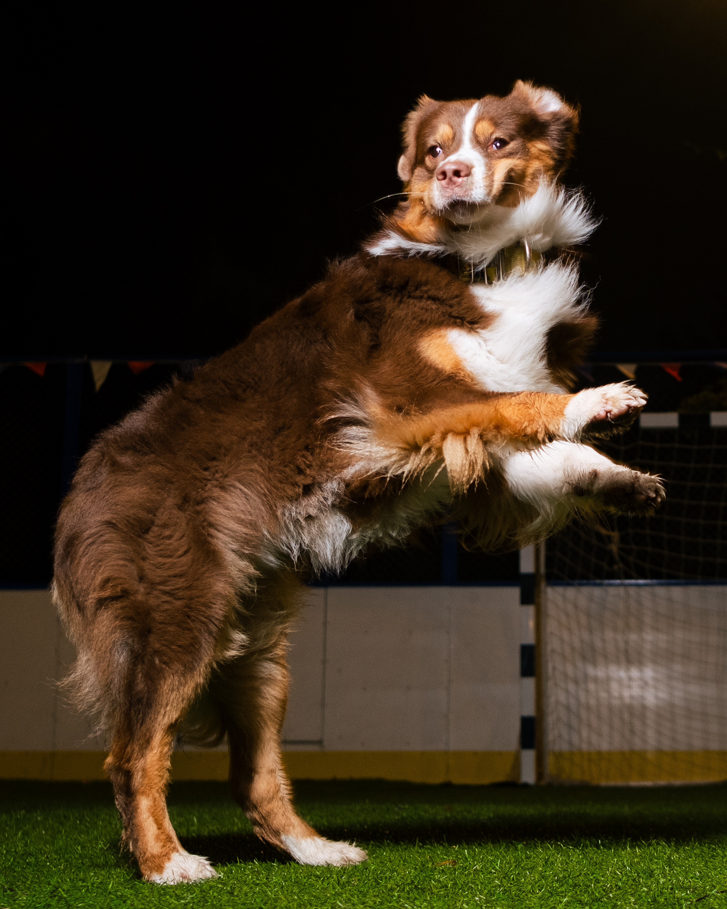 Фотограф животных в Москве и Московской области. Профессиональный фотограф в Москве — Максим Дьяконов