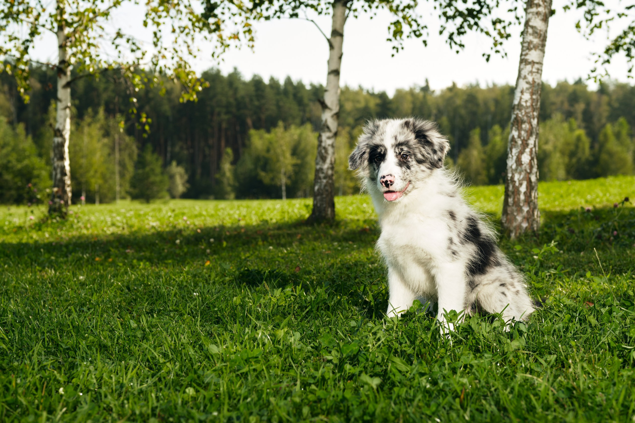 Фотограф животных в Москве и московской области. Профессиональный фотограф в Москве — Максим Дьяконов