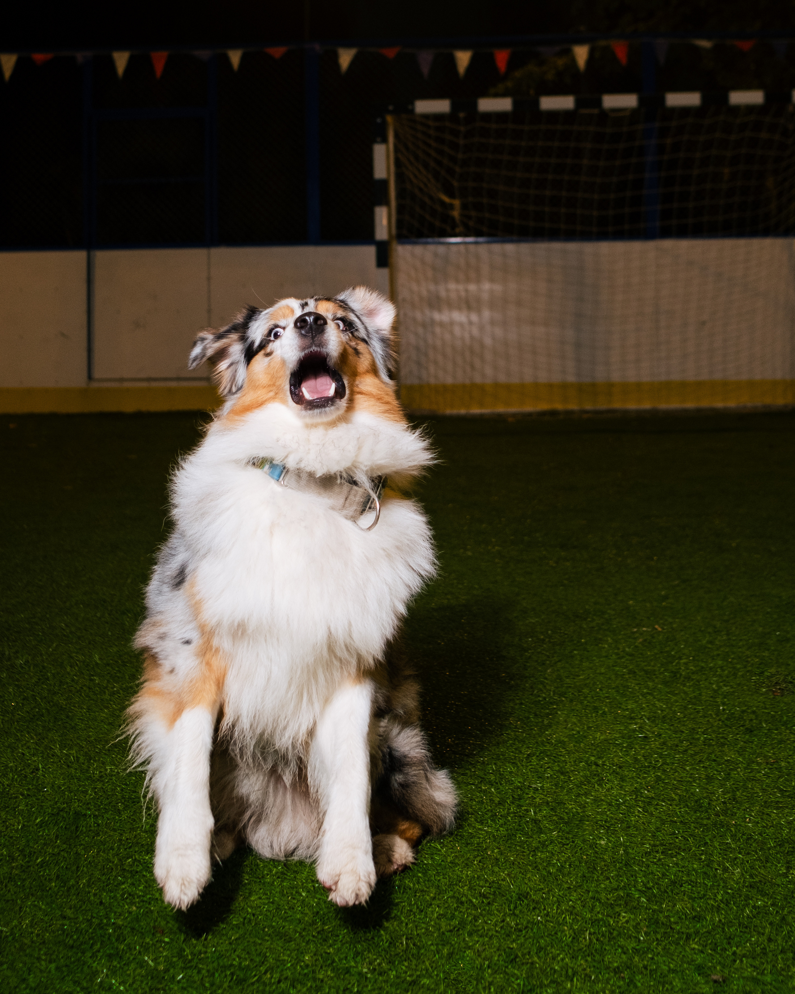Фотограф животных в Москве и Московской области. Профессиональный фотограф в Москве — Максим Дьяконов