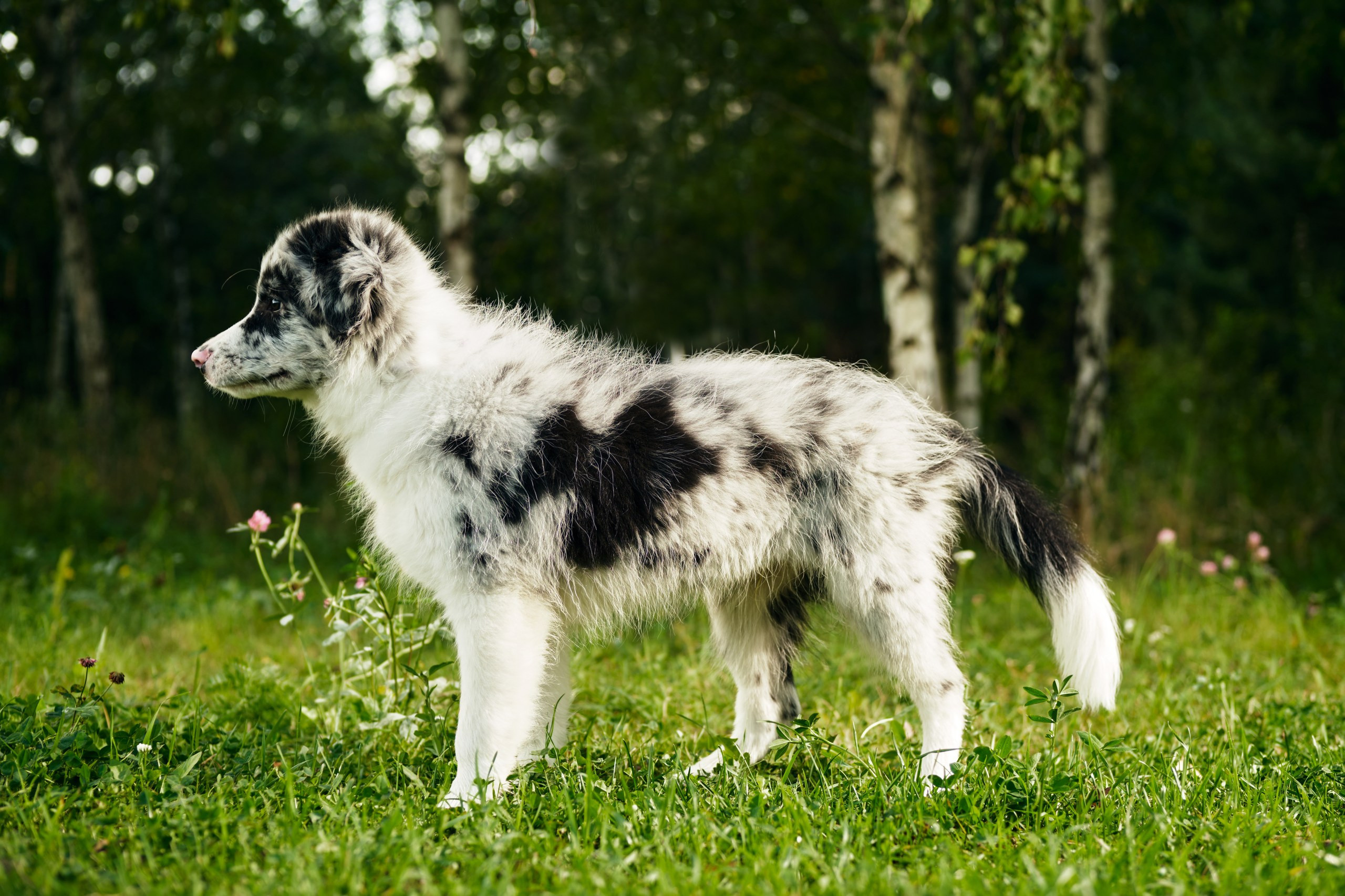 Фотограф животных в Москве и московской области. Профессиональный фотограф в Москве — Максим Дьяконов