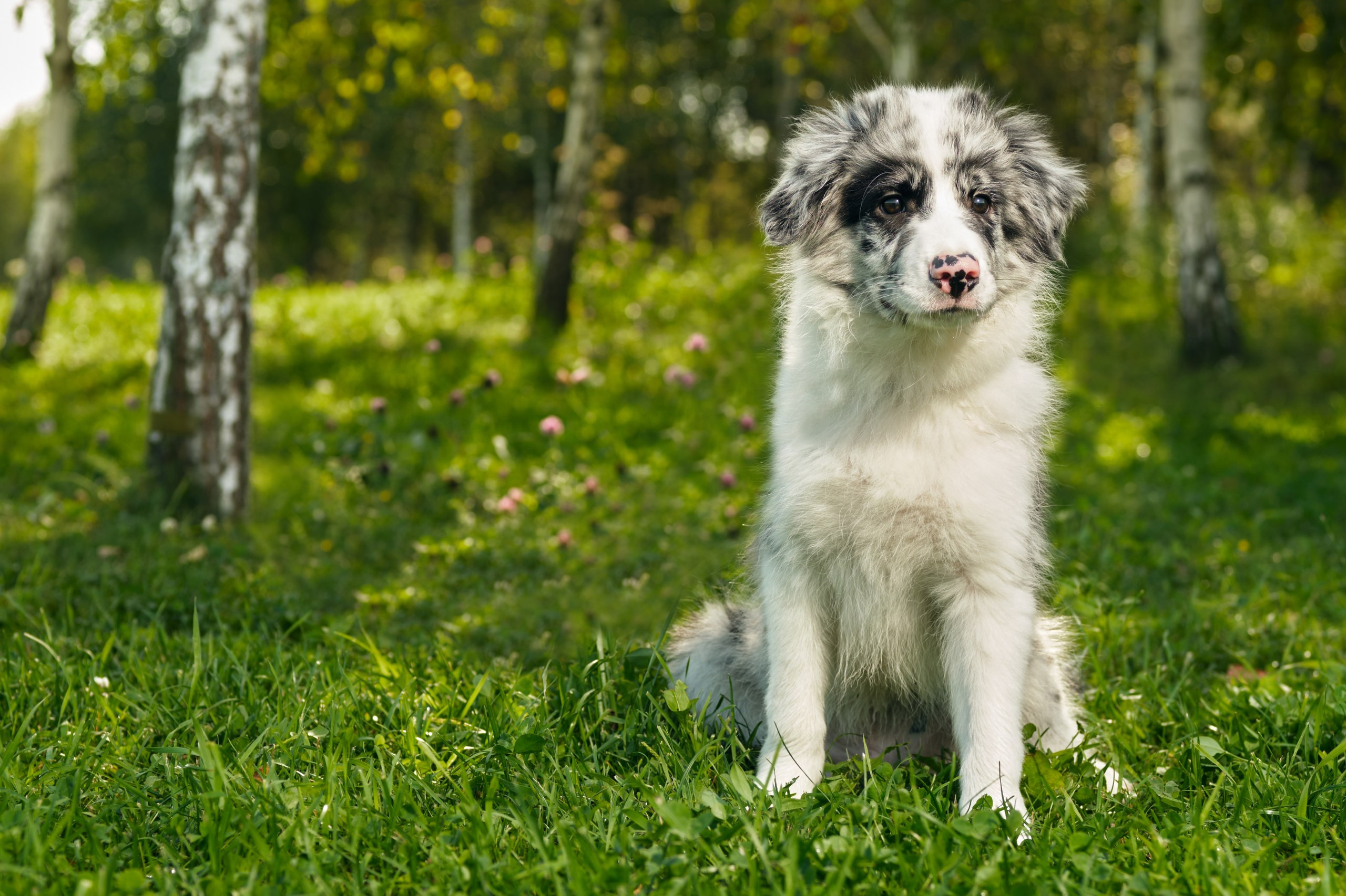Фотограф животных в Москве и московской области. Профессиональный фотограф в Москве — Максим Дьяконов