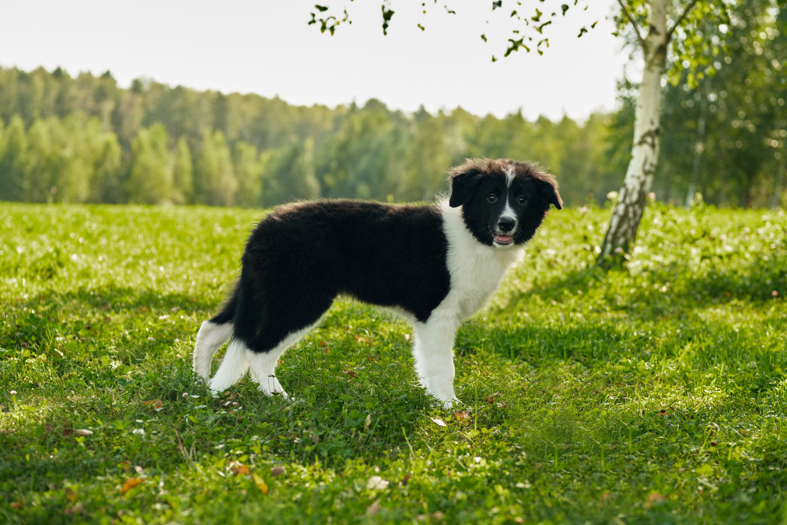 Фотограф животных в Москве и московской области. Профессиональный фотограф в Москве — Максим Дьяконов