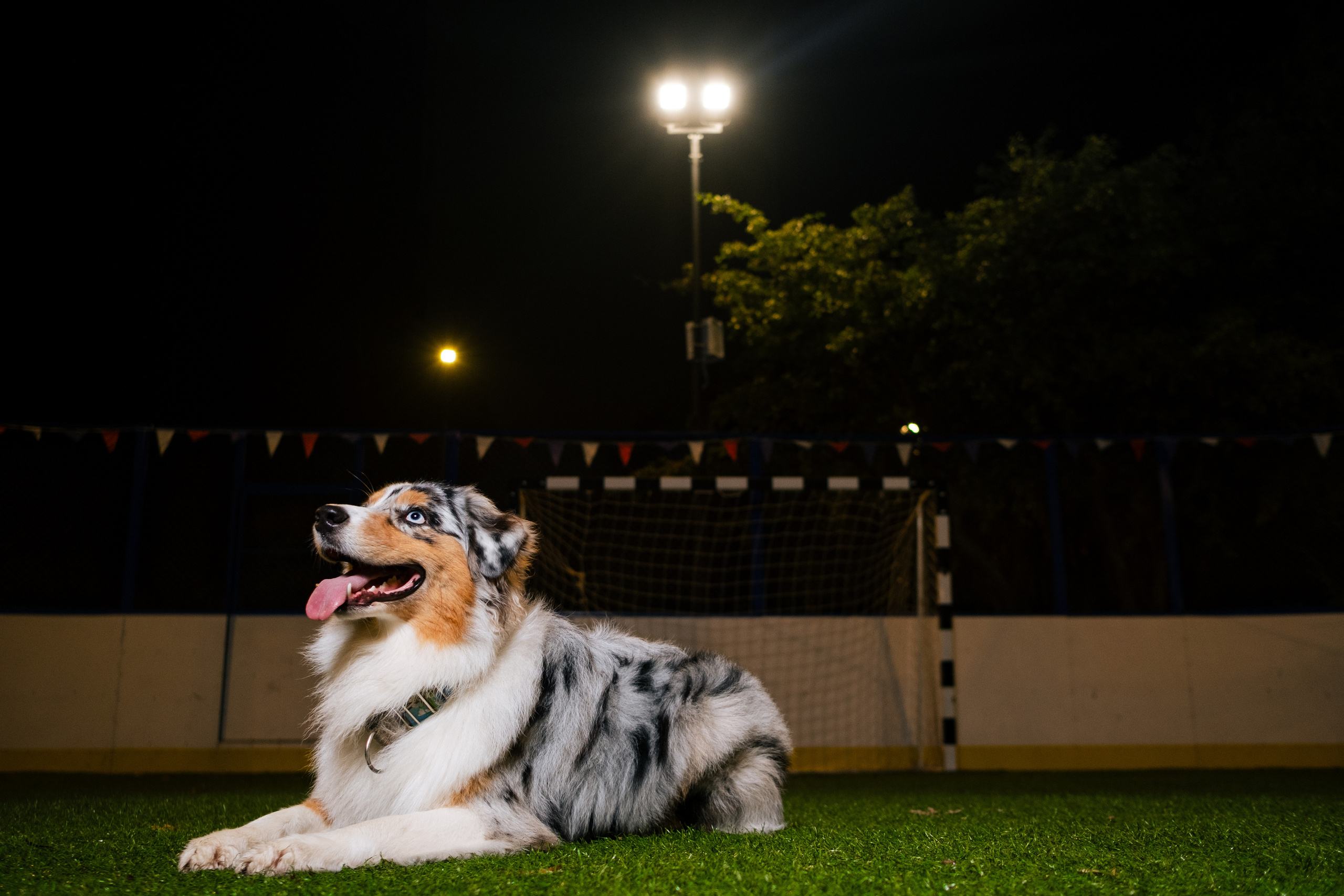 Фотограф животных в Москве и Московской области. Профессиональный фотограф в Москве — Максим Дьяконов