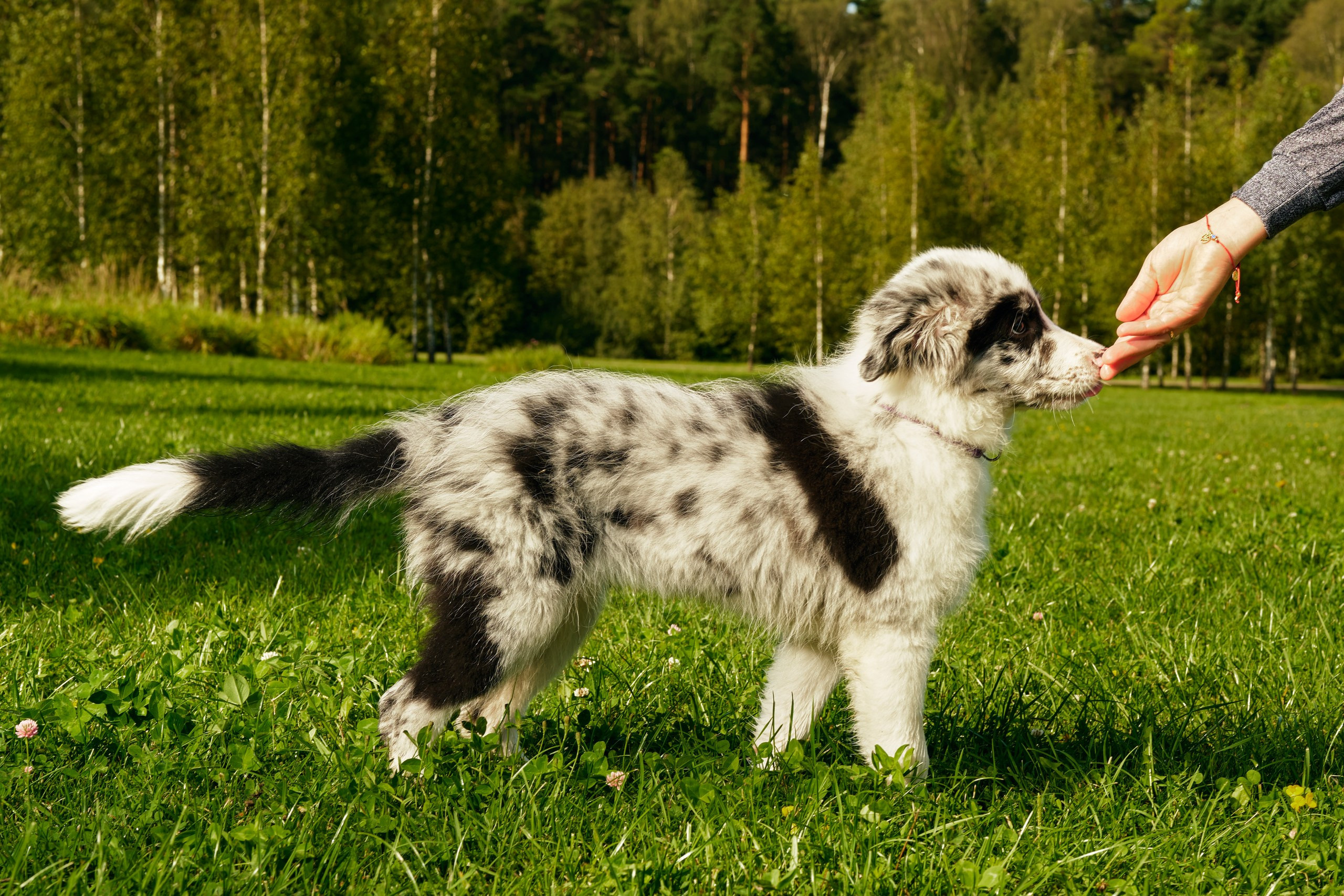 Фотограф животных в Москве и московской области. Профессиональный фотограф в Москве — Максим Дьяконов