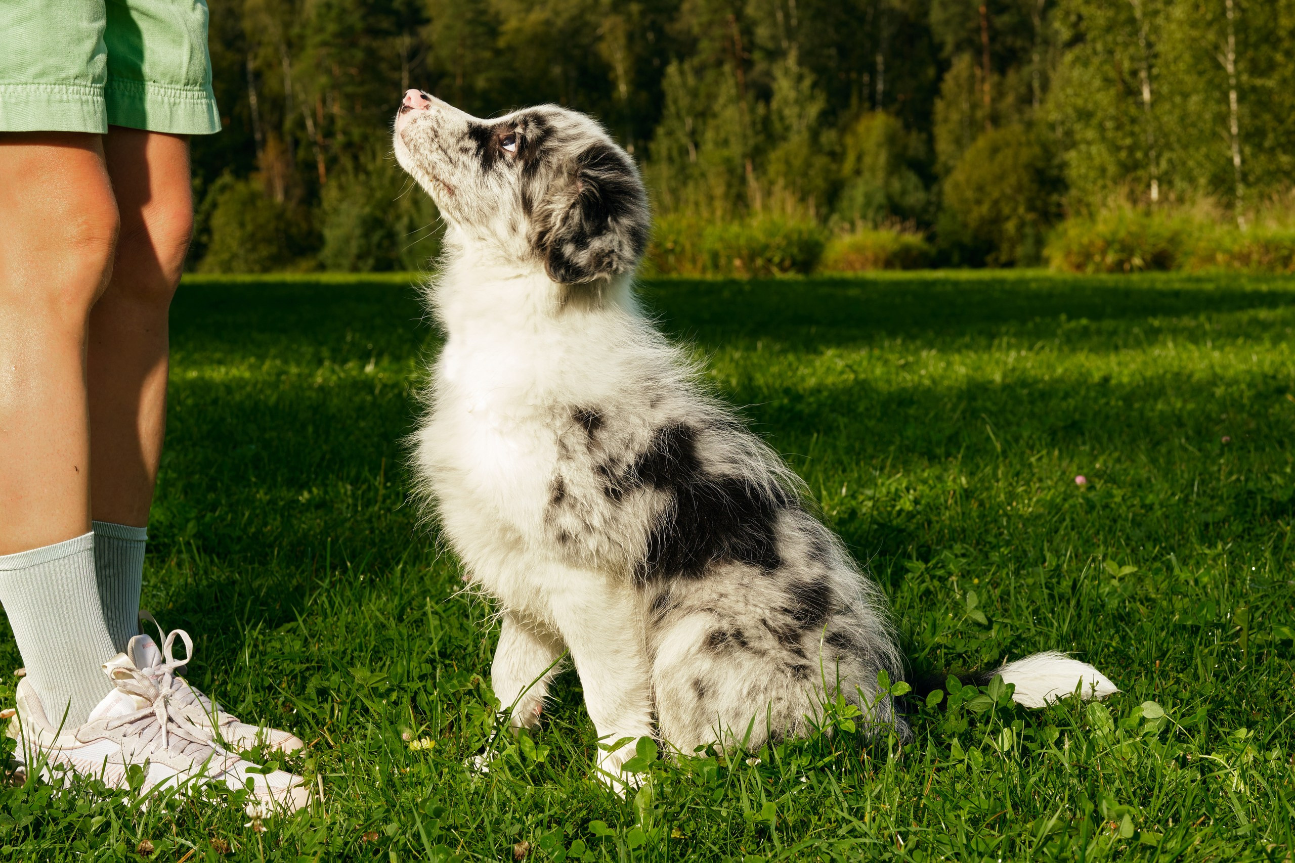 Фотограф животных в Москве и московской области. Профессиональный фотограф в Москве — Максим Дьяконов