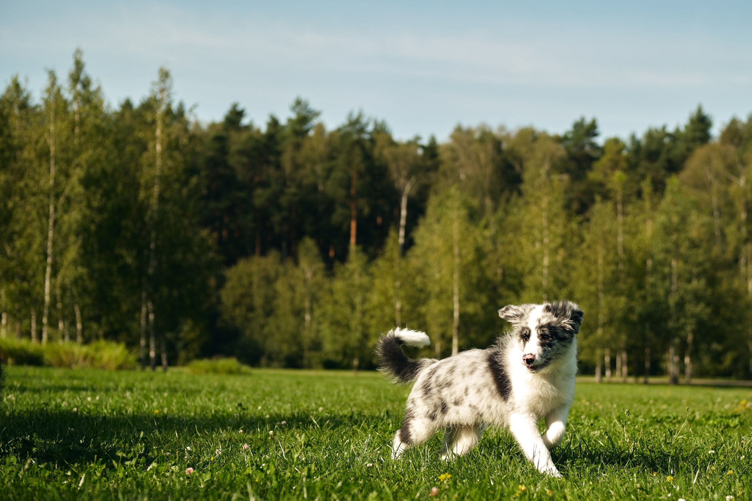 Фотограф животных в Москве и московской области. Профессиональный фотограф в Москве — Максим Дьяконов