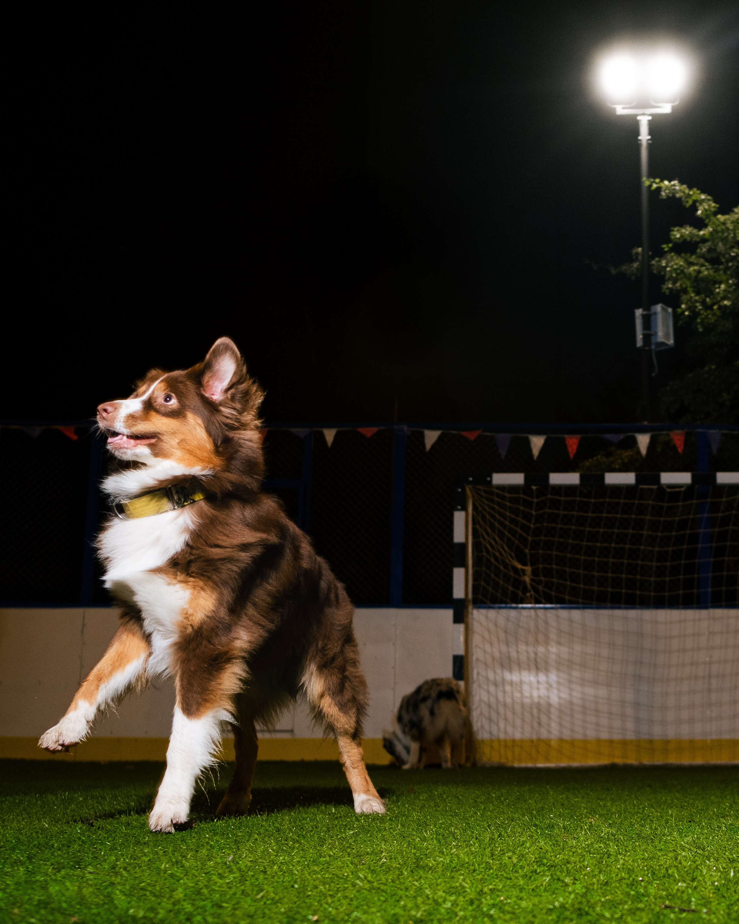 Фотограф животных в Москве и Московской области. Профессиональный фотограф в Москве — Максим Дьяконов