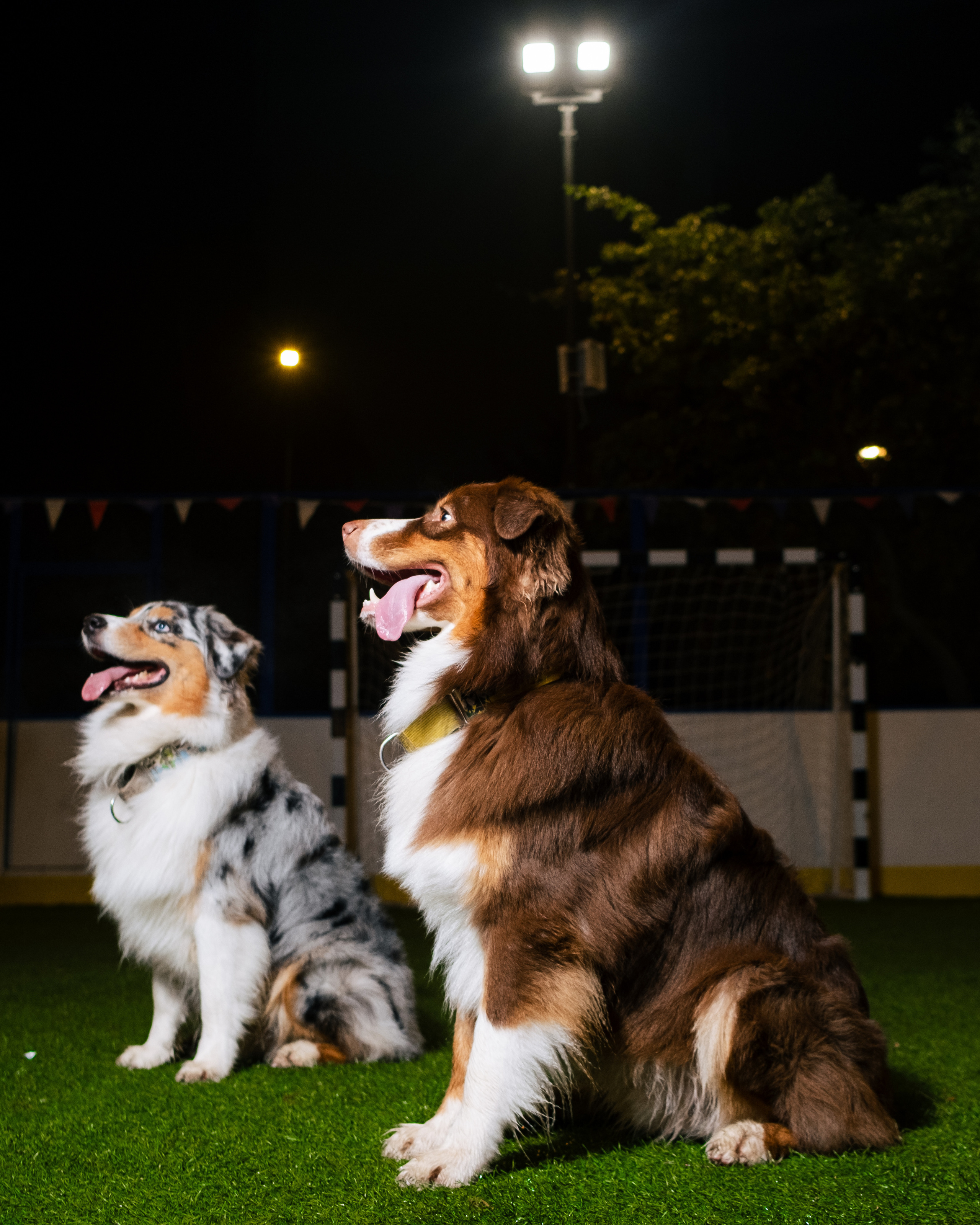 Фотограф животных в Москве и Московской области. Профессиональный фотограф в Москве — Максим Дьяконов