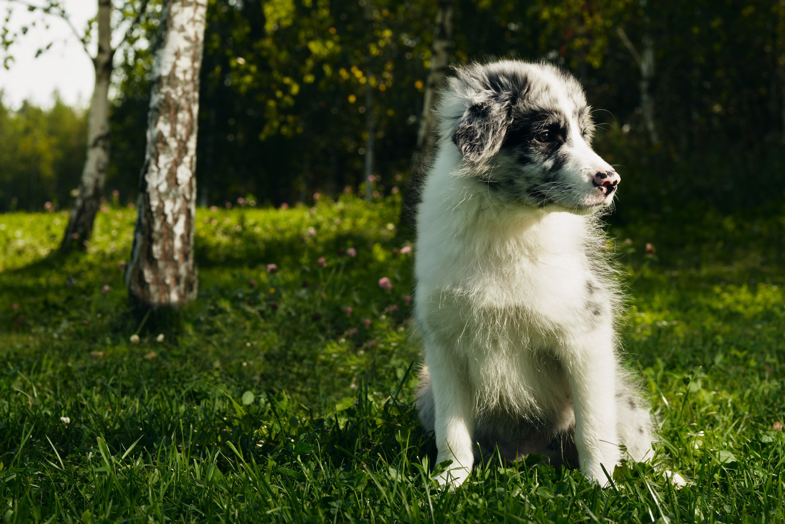 Фотограф животных в Москве и московской области. Профессиональный фотограф в Москве — Максим Дьяконов