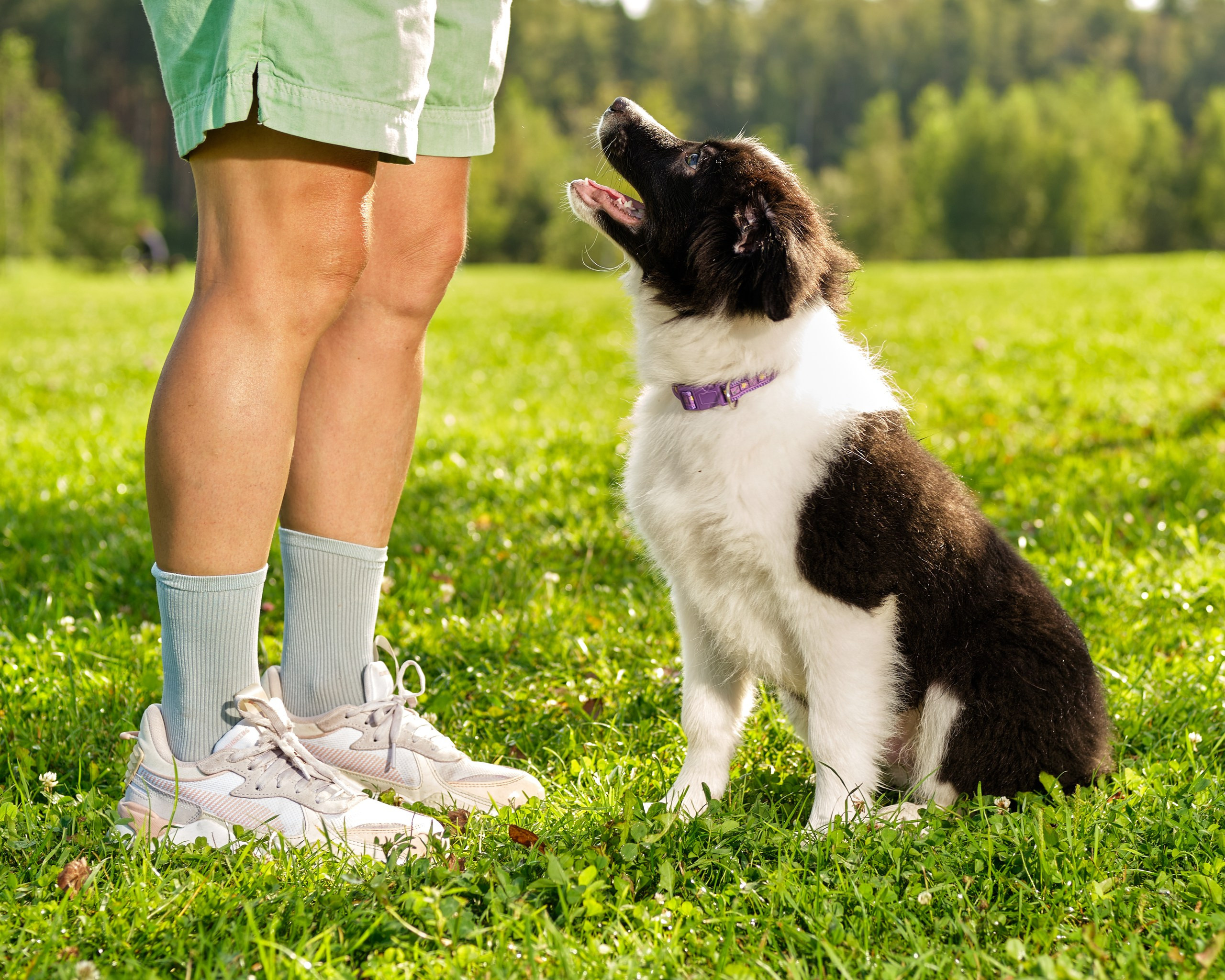 Фотограф животных в Москве и московской области. Профессиональный фотограф в Москве — Максим Дьяконов